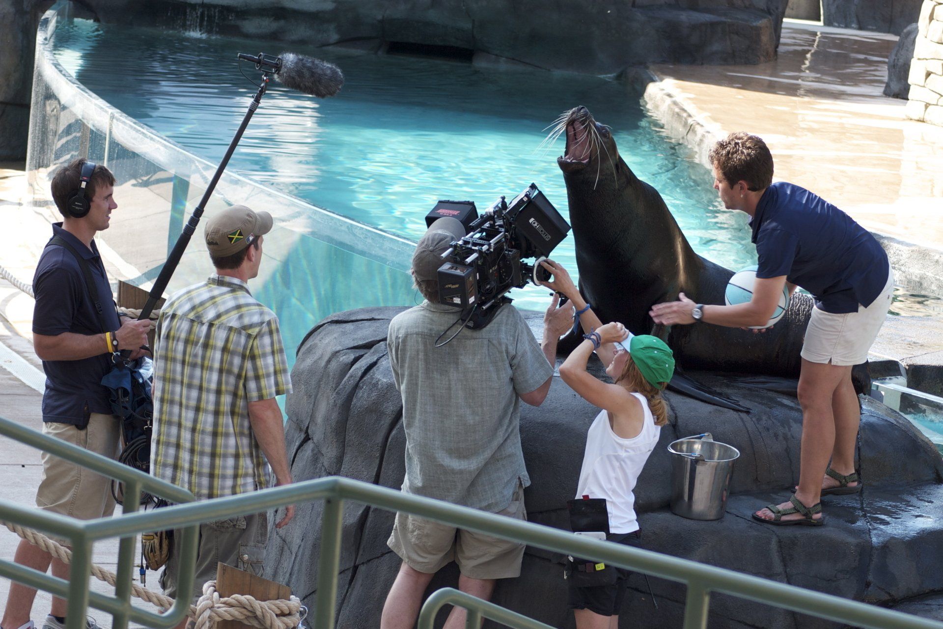 A sea lion is being filmed by a group of people