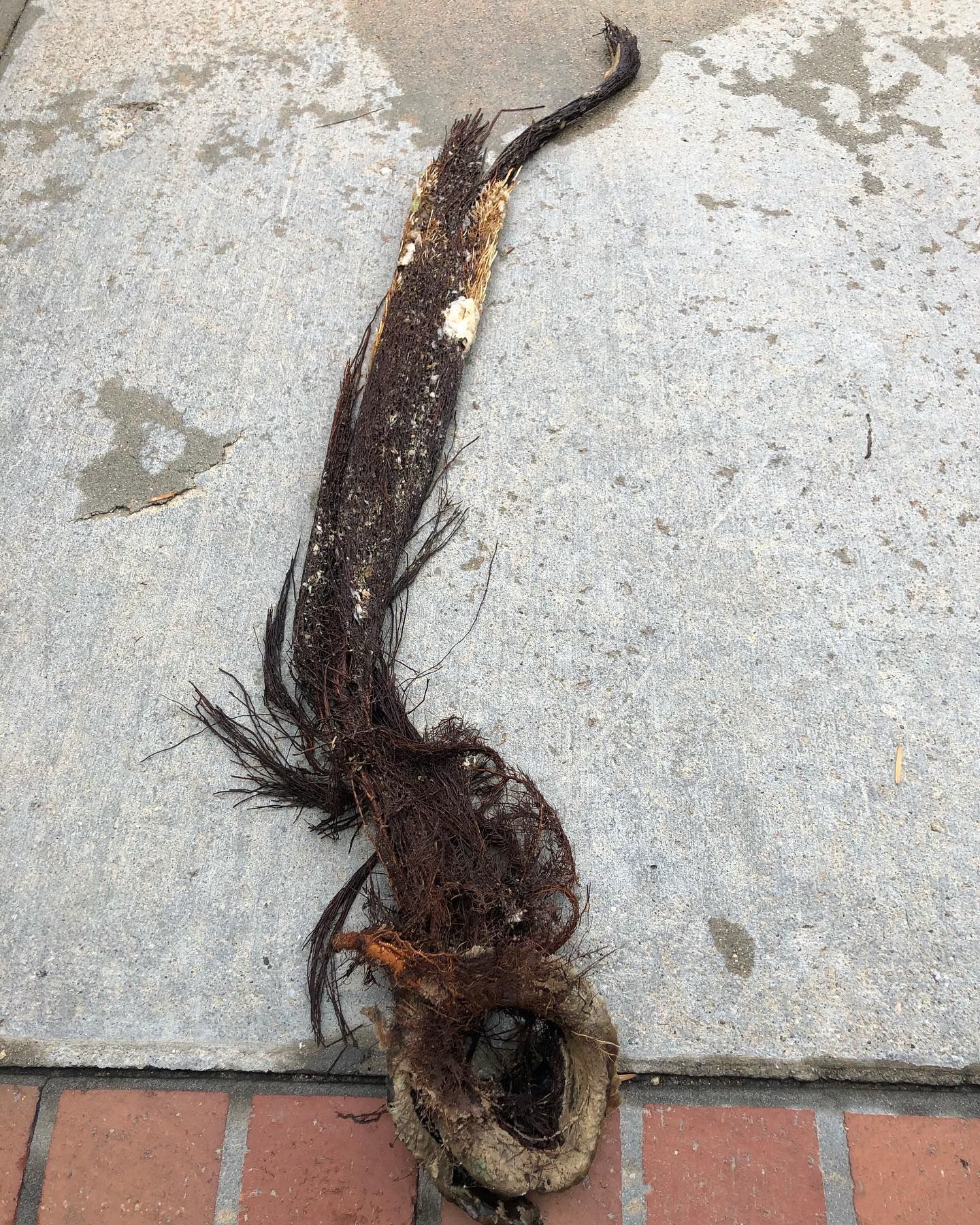 A close up of a snake 's tail on a brick sidewalk.