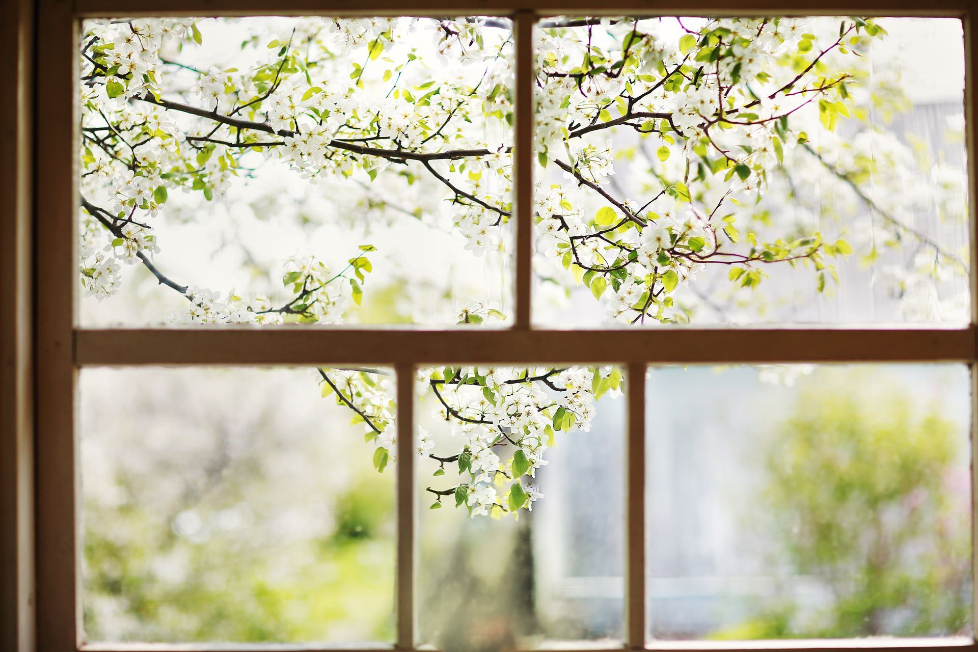 A window with a wood frame and a view of spring trees