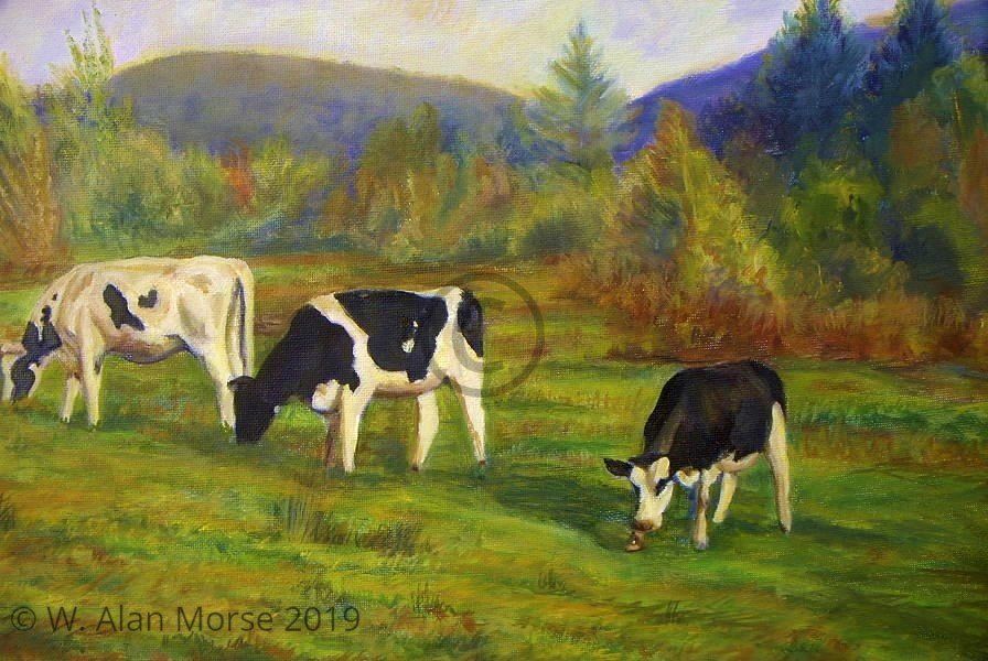 Three holstein cows painted on canvas, Vermont landscape painting by yaarta artist W. Alan Morse