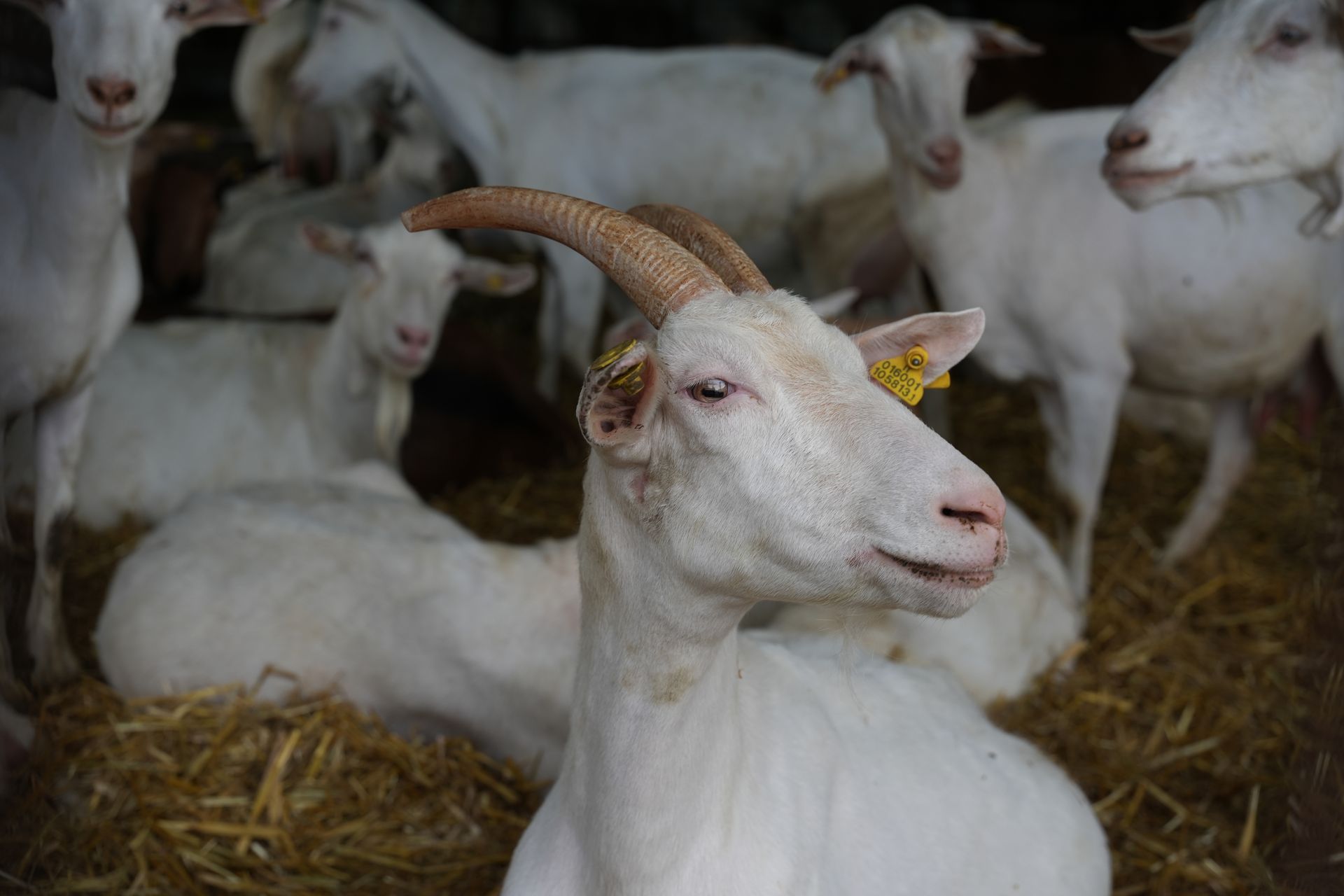 Un gregge di capre bianche nel fieno.