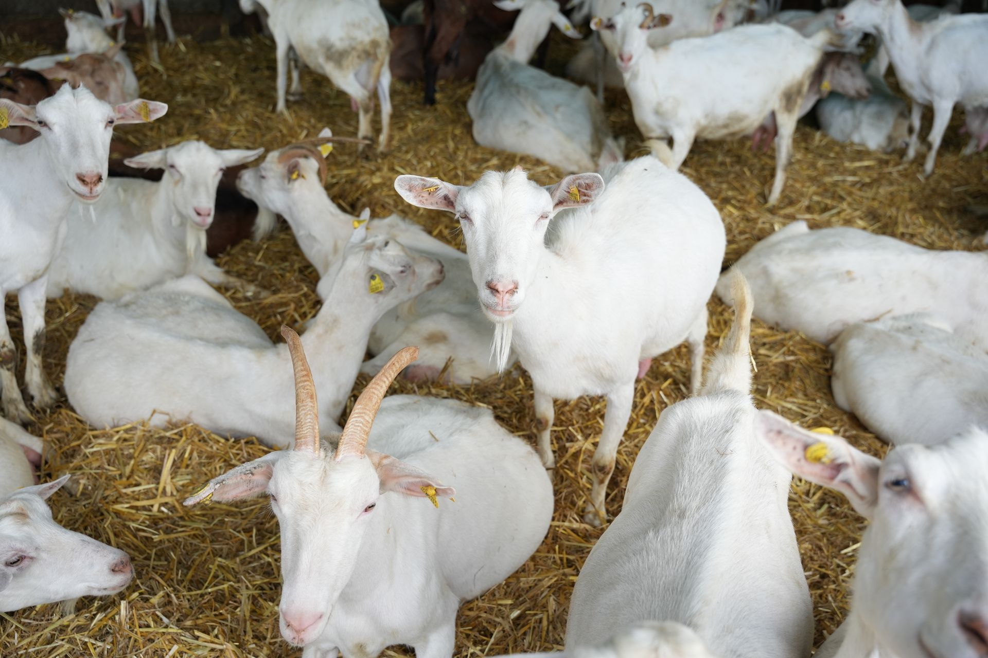 Un gregge di capre bianche in piedi e sdraiato sul fieno