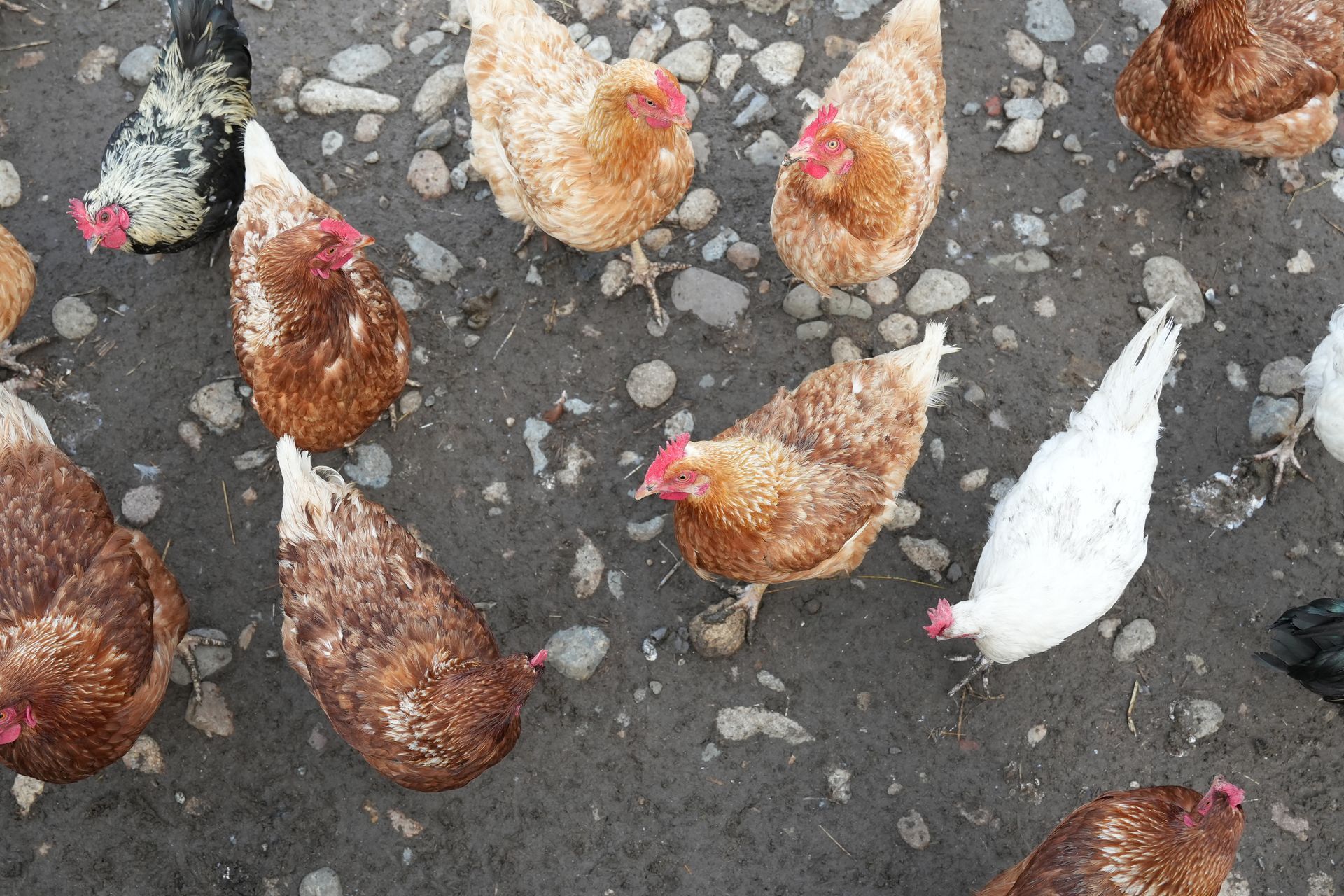 Un gruppo di galline che mangia