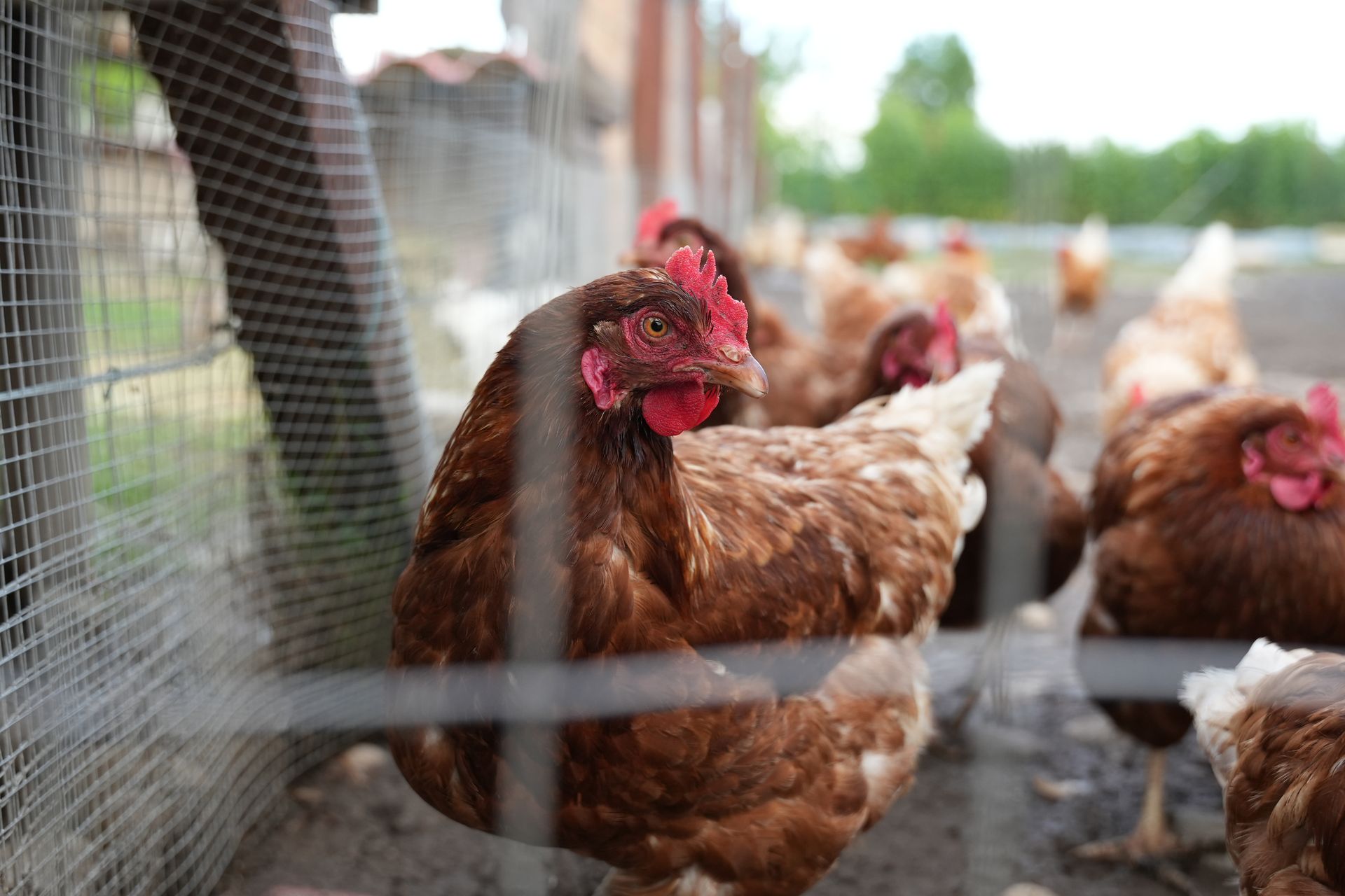 Un gruppo di polli marroni