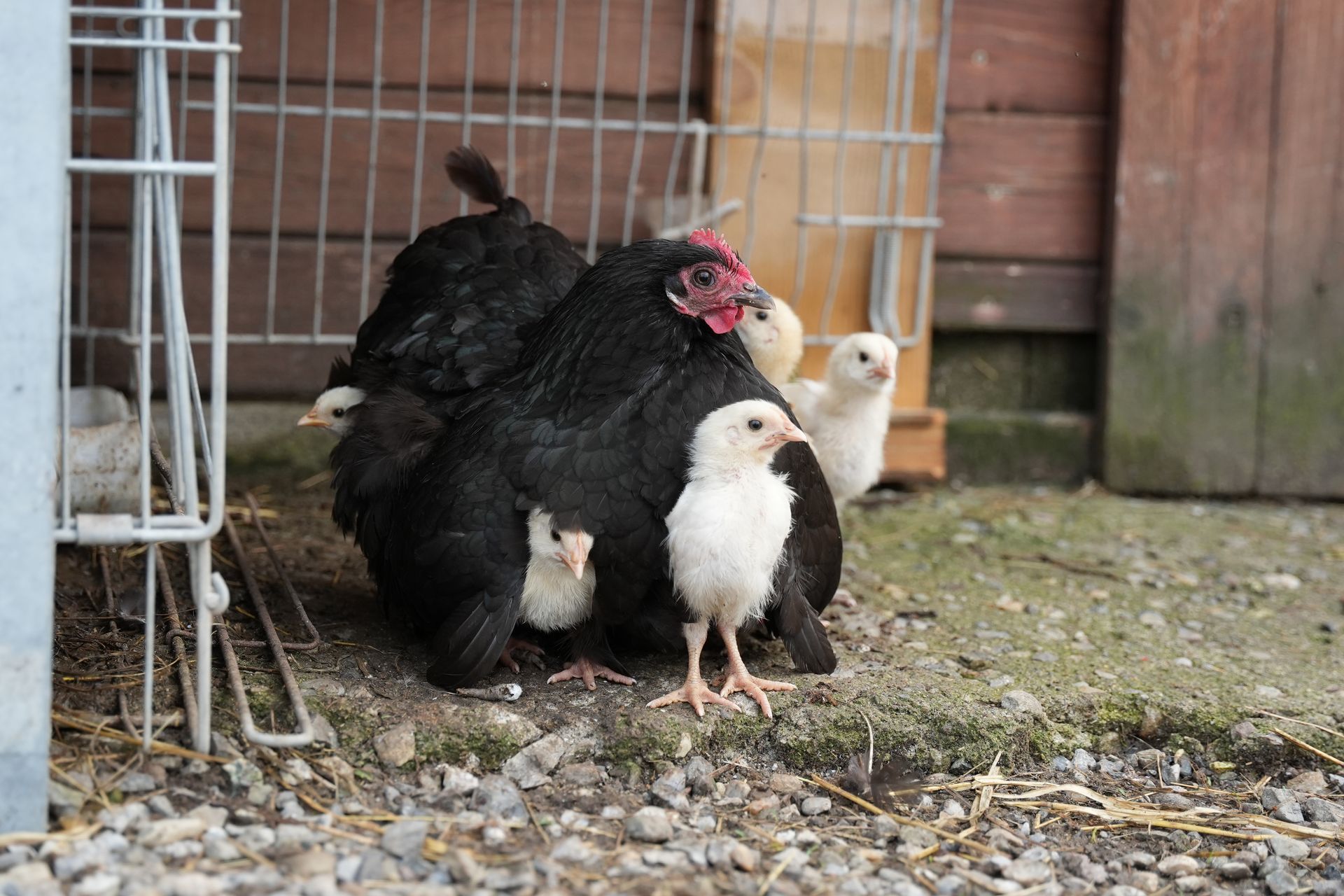 Una gallina circondata da pulcini