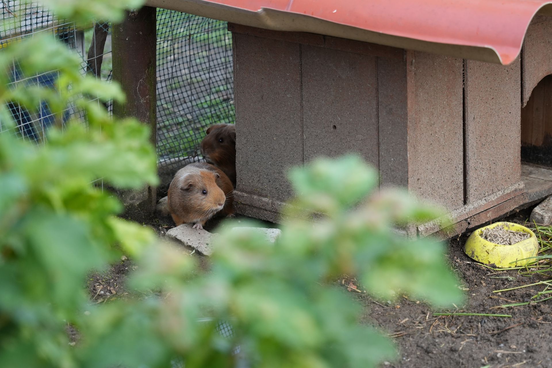 Due porcellini d'India all'interno della loro casetta