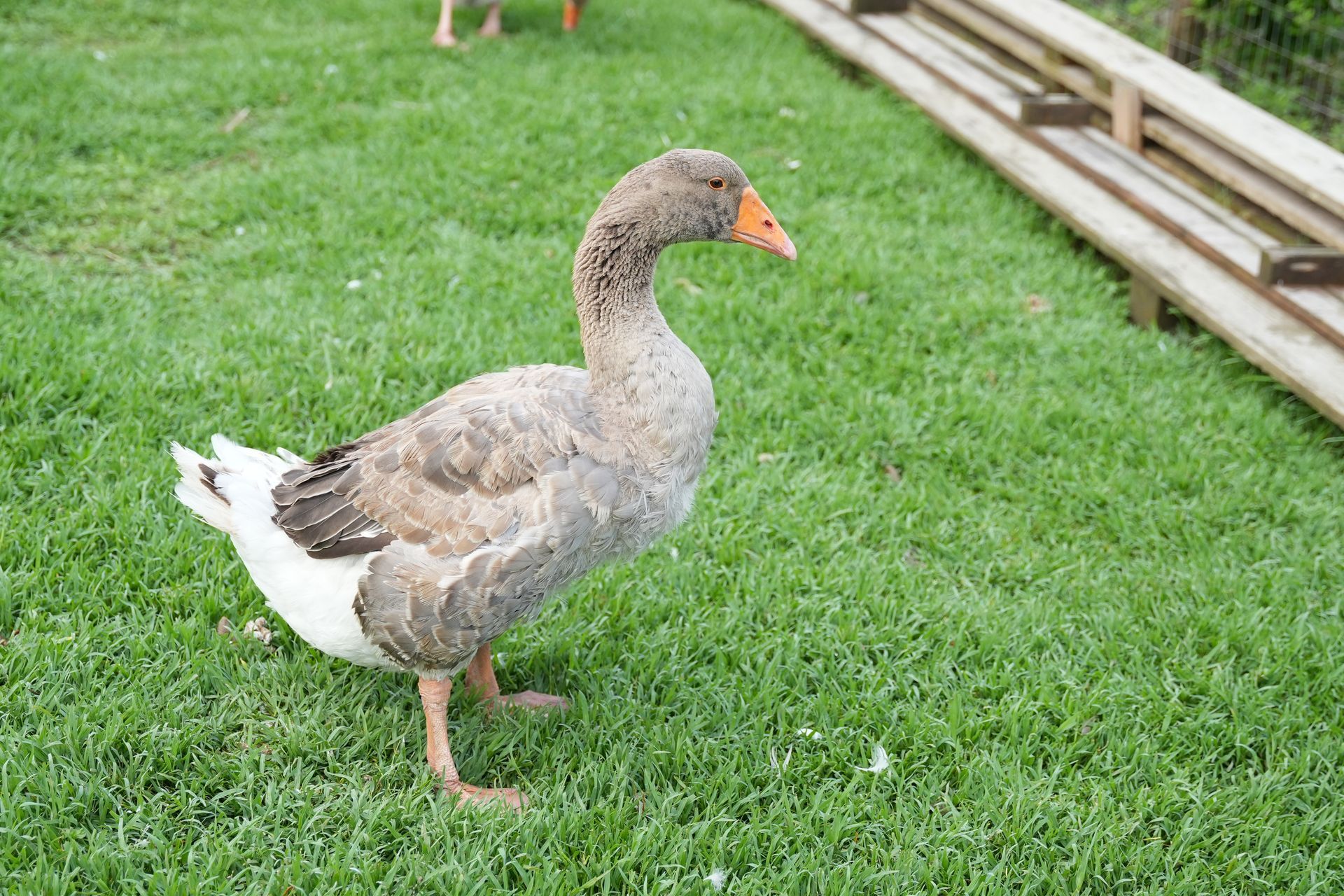 Un'anatra su un  campo verde
