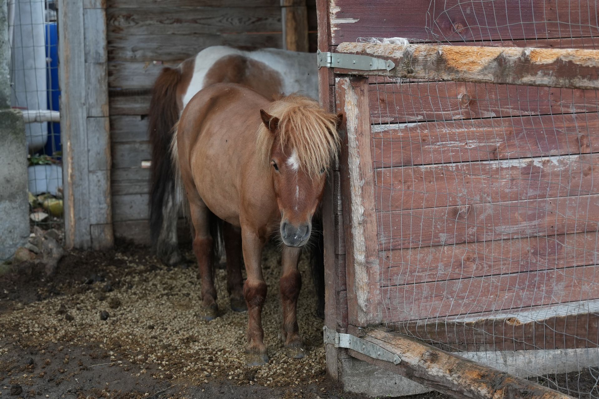 i due pony dell'azienda agricola