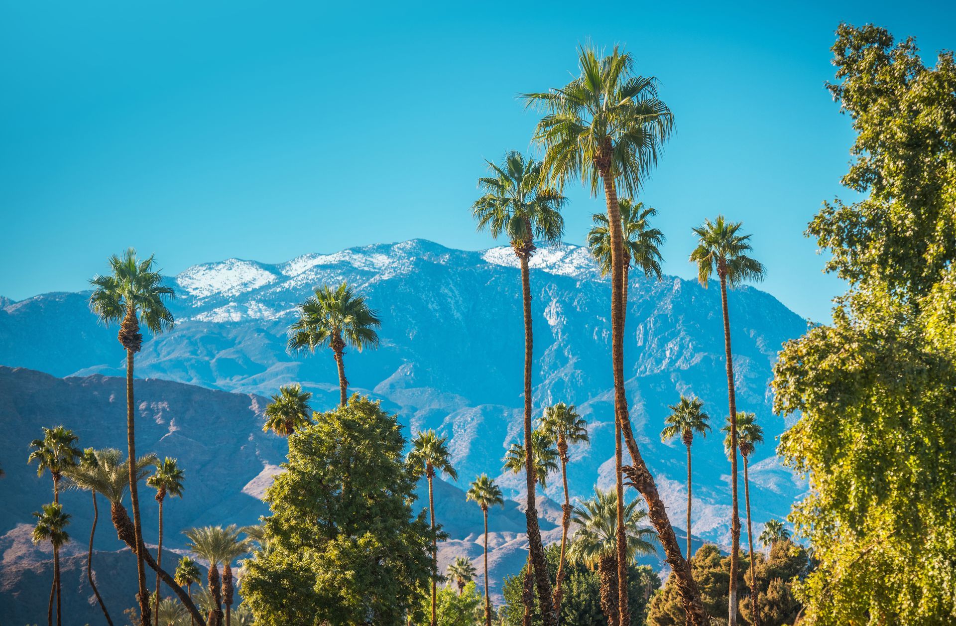 Palm trees silhouetted against blue mountains and a clear sky in a bright desert landscape