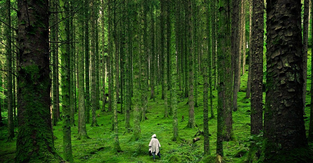 Person in light clothing walking in a dense green forest, surrounded by tall trees and moss.