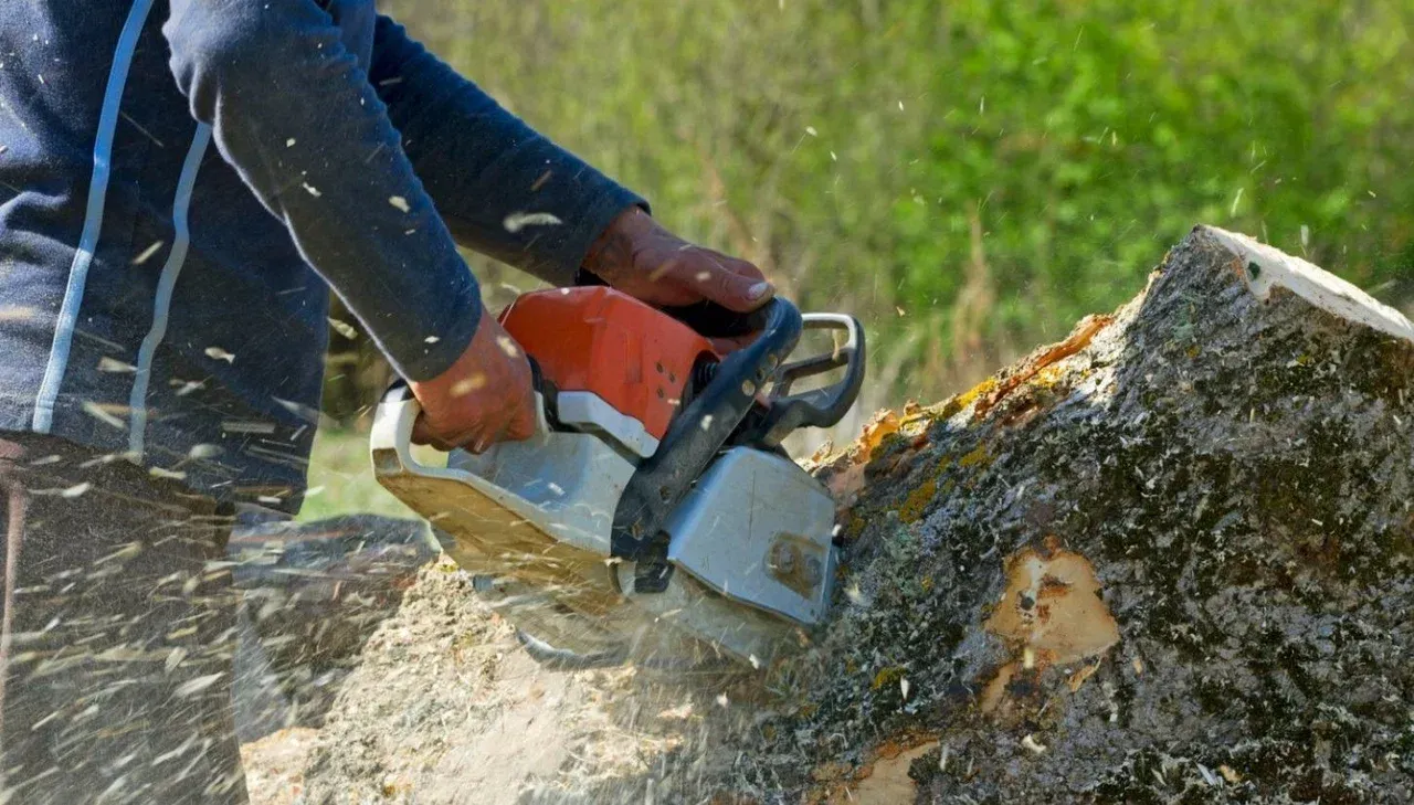 A man is cutting a tree stump with a chainsaw.