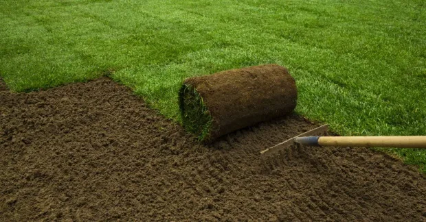 A roll of turf is being rolled on a lawn with a rake.
