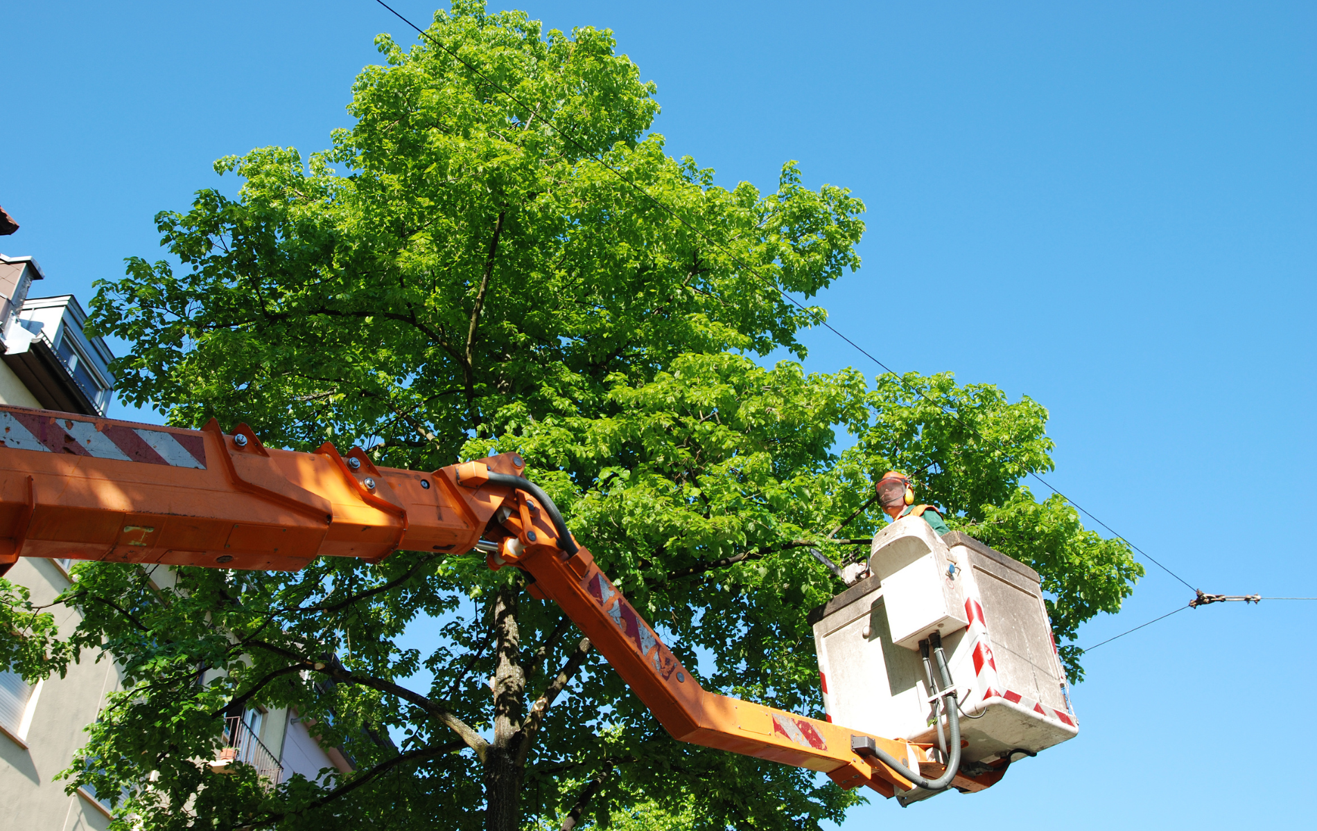 A man in a bucket is working on a tree