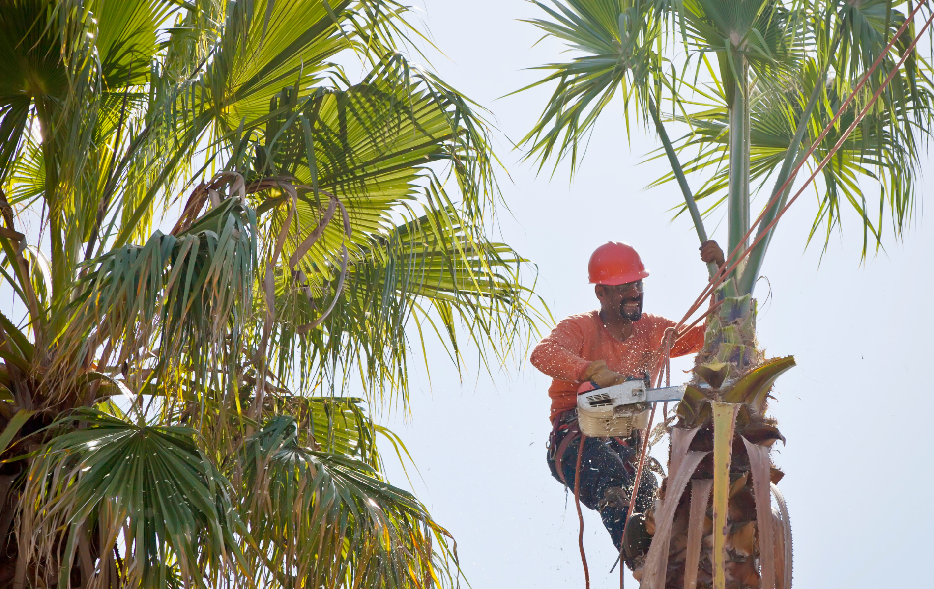 A man is cutting a palm tree with a chainsaw.