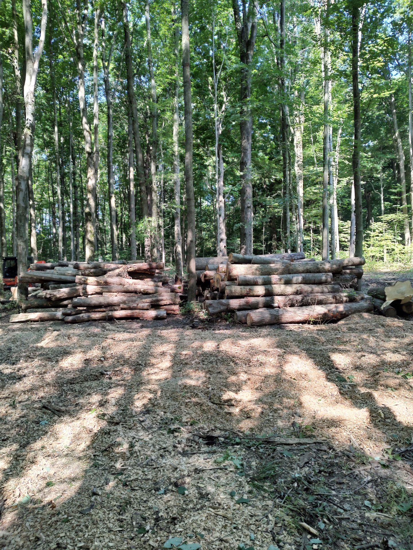 A pile of logs in a forest with trees in the background.