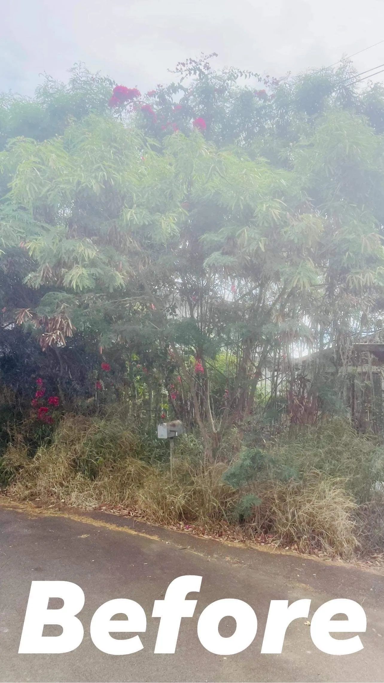 A before and after photo of a lush green forest.