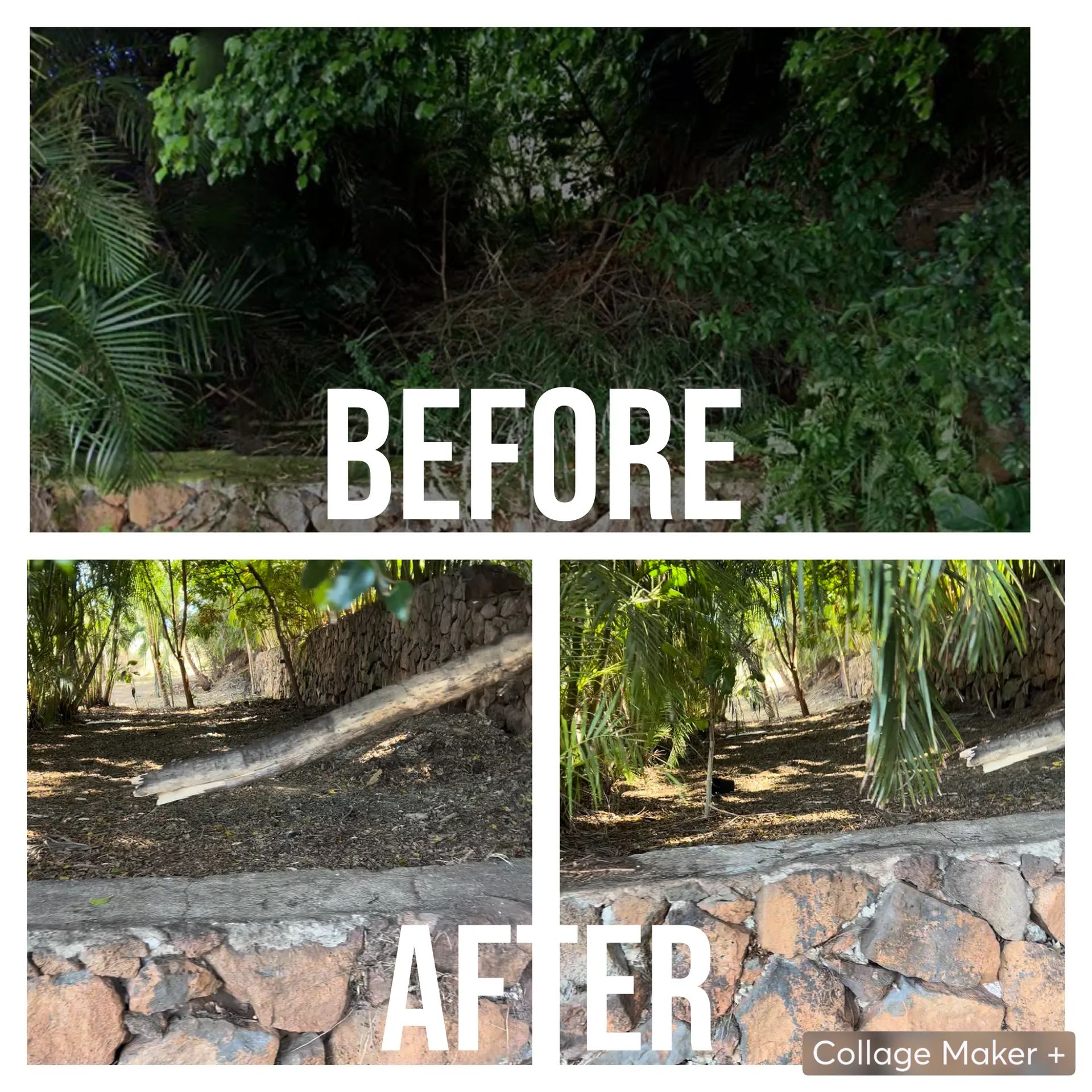 A before and after photo of a lush green forest