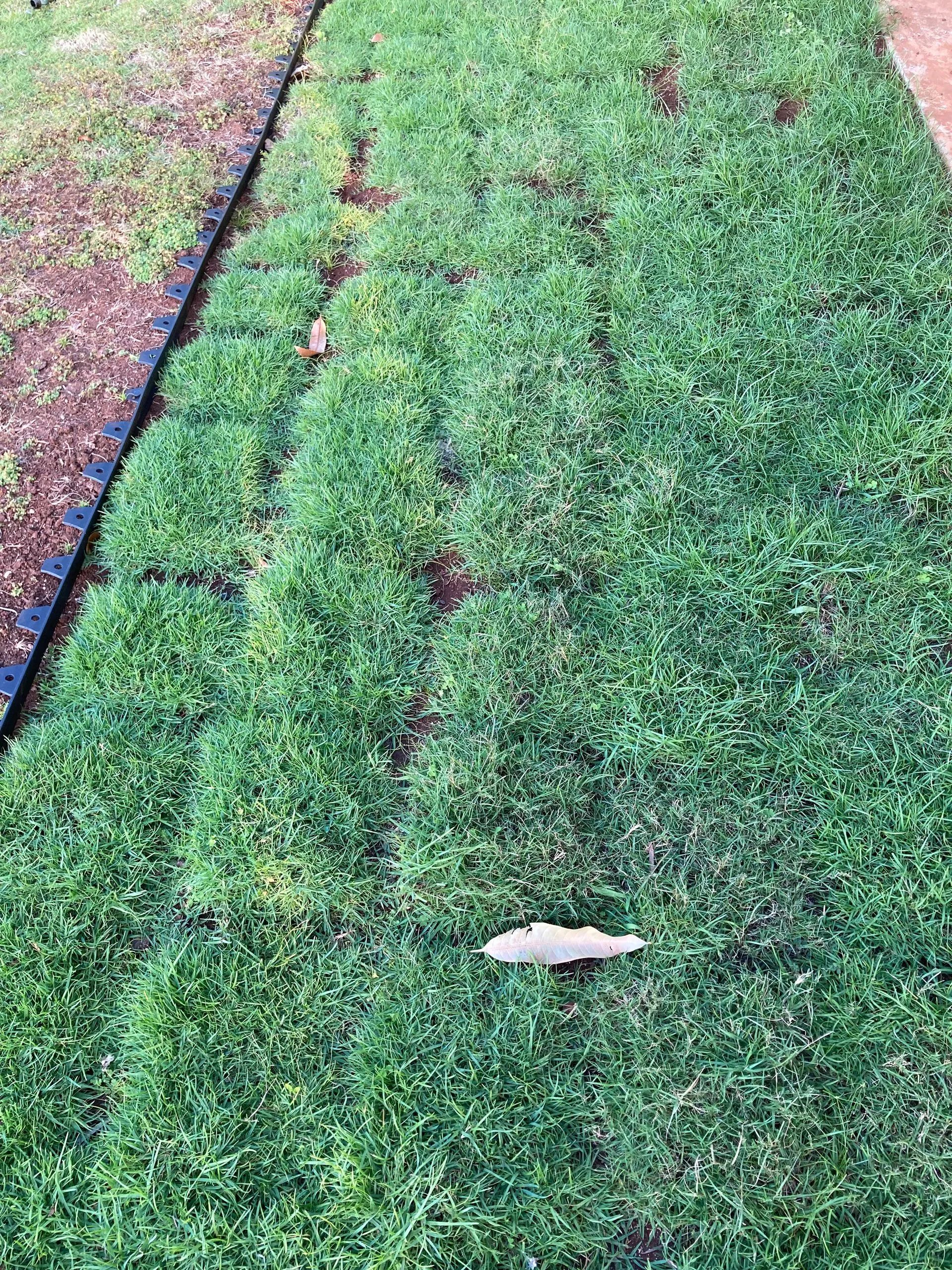 A leaf is laying on top of a lush green field of grass.