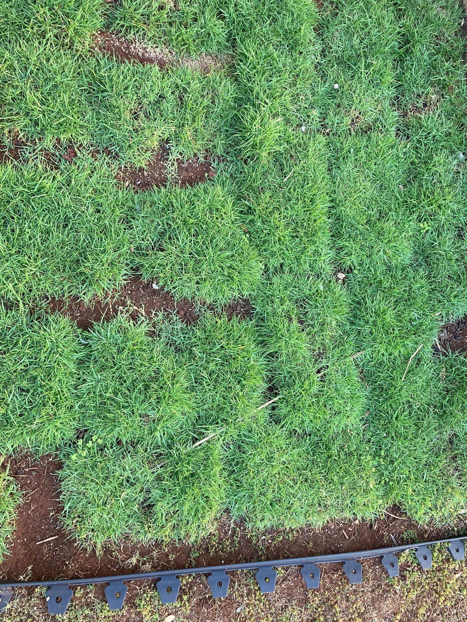 A close up of a lush green field with a black border.