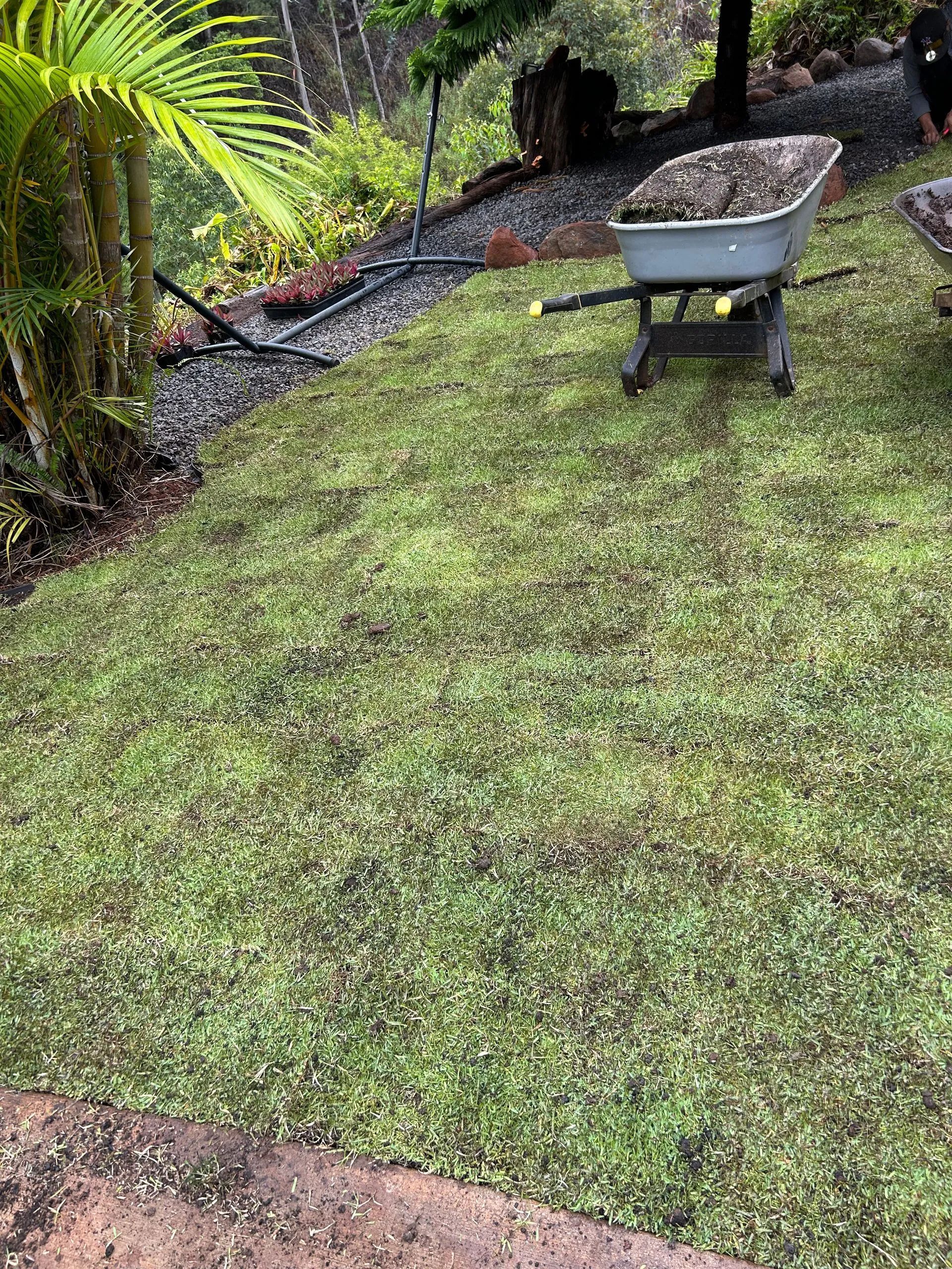 A wheelbarrow filled with dirt is sitting on top of a lush green lawn.