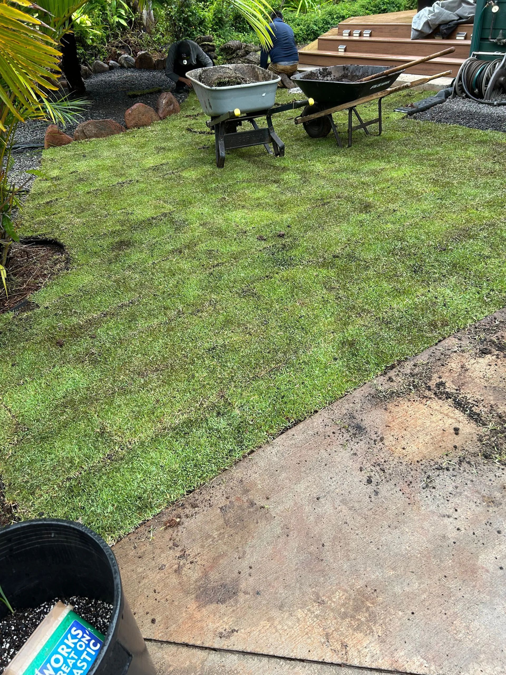 A wheelbarrow is sitting in the middle of a lush green lawn.
