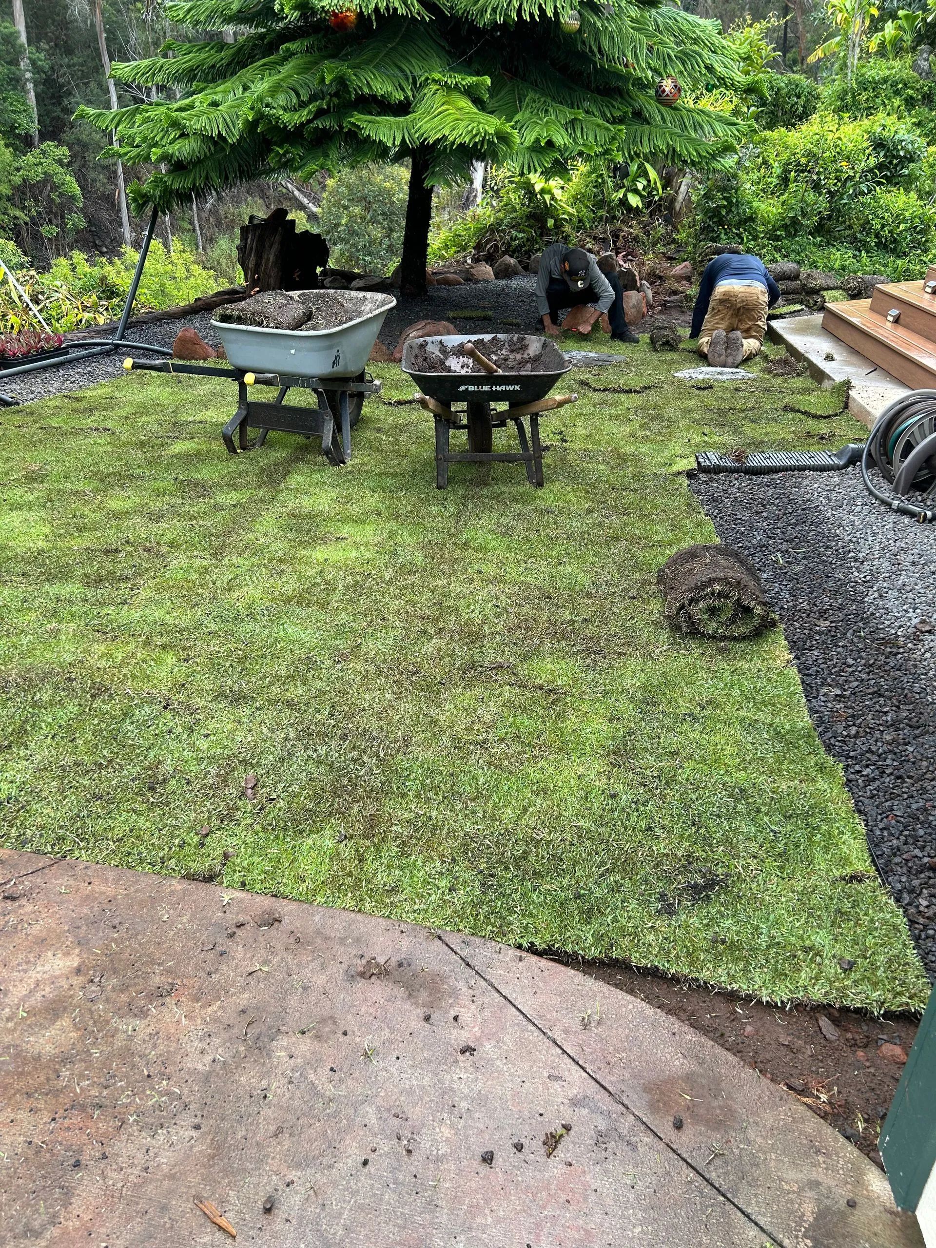 Two wheelbarrows are sitting on top of a lush green lawn.