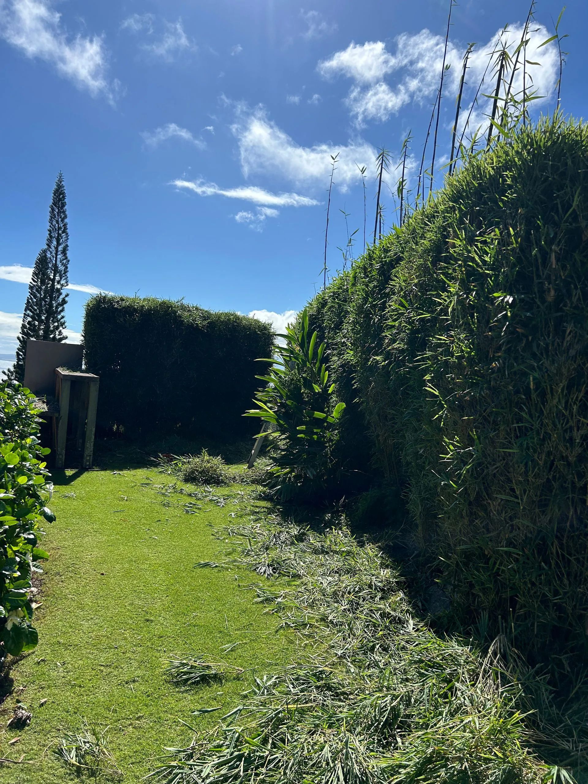 A lush green field with a blue sky and trees in the background.