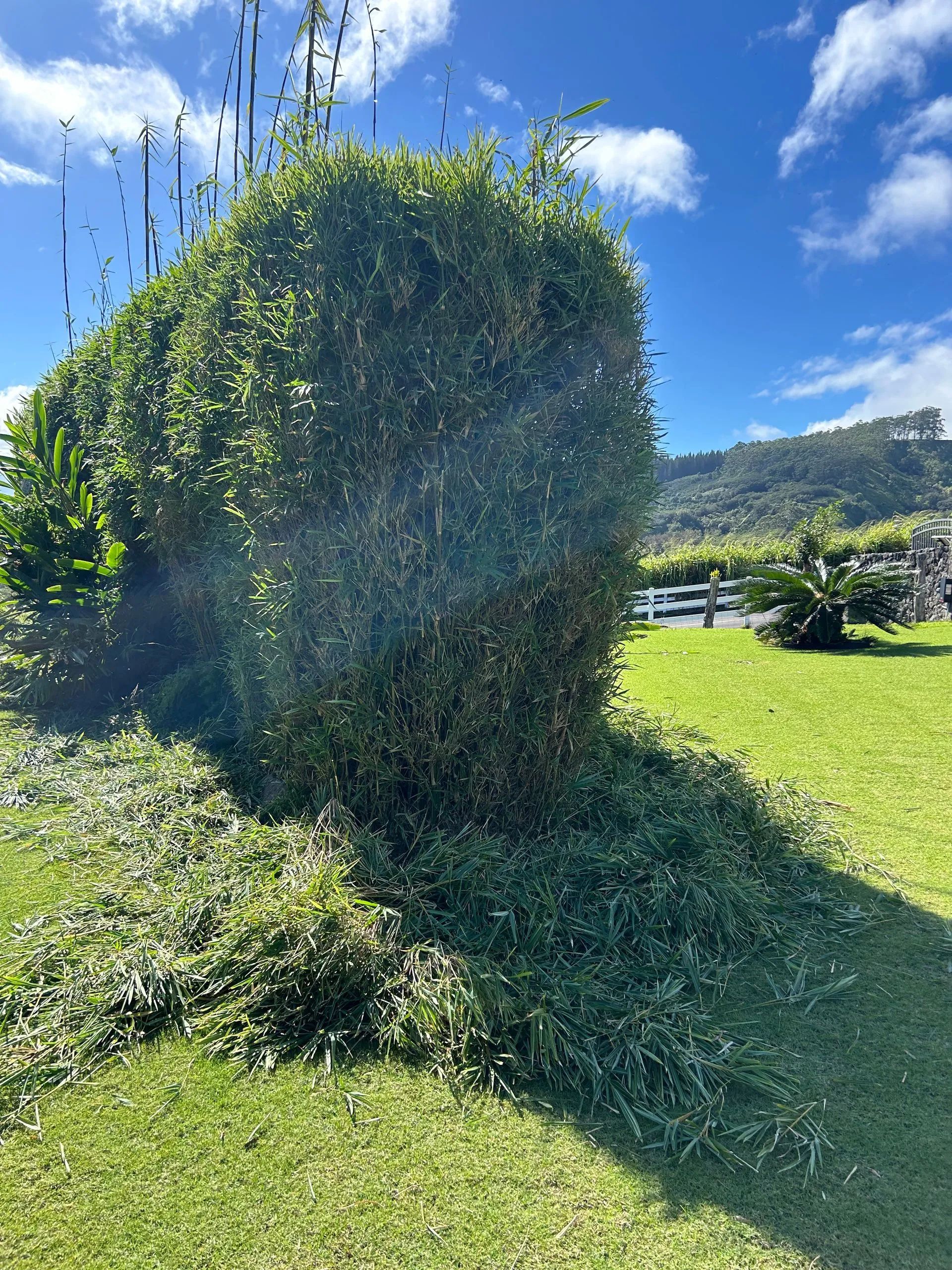 A large bush is sitting in the middle of a lush green field.