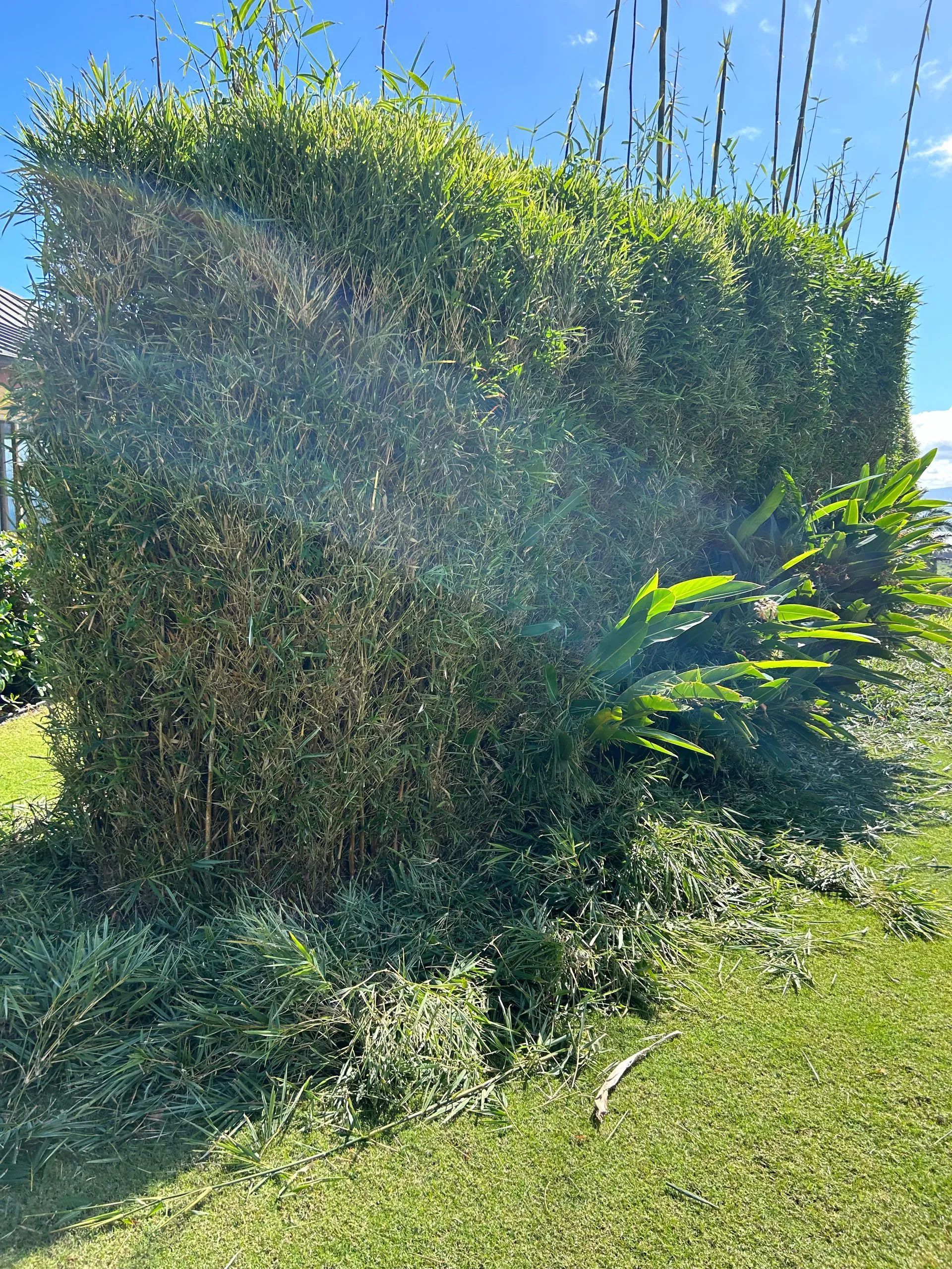 A large hedge is sitting in the middle of a lush green field.