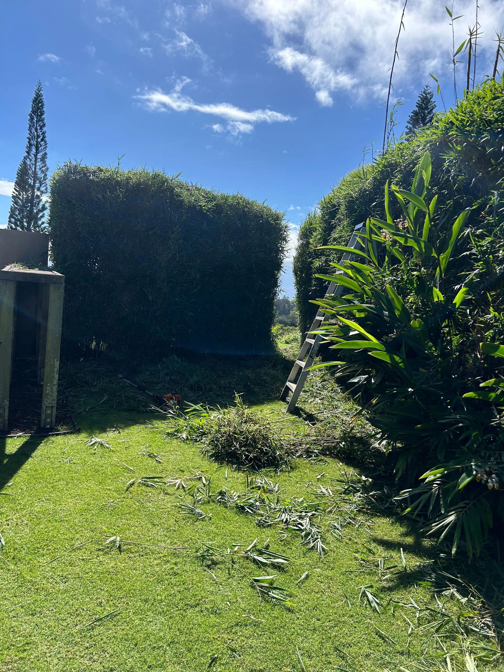 A lush green yard with a shed and bushes on a sunny day.