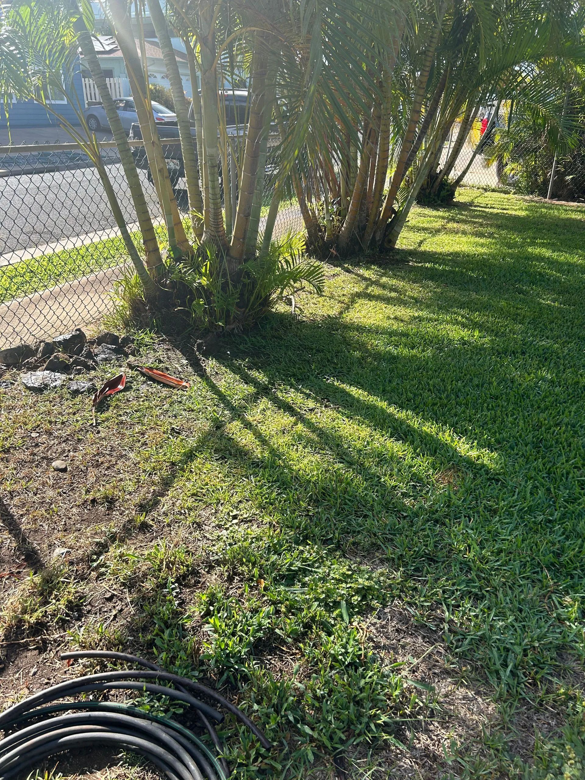 A bunch of wires are sitting in the grass next to a tree.