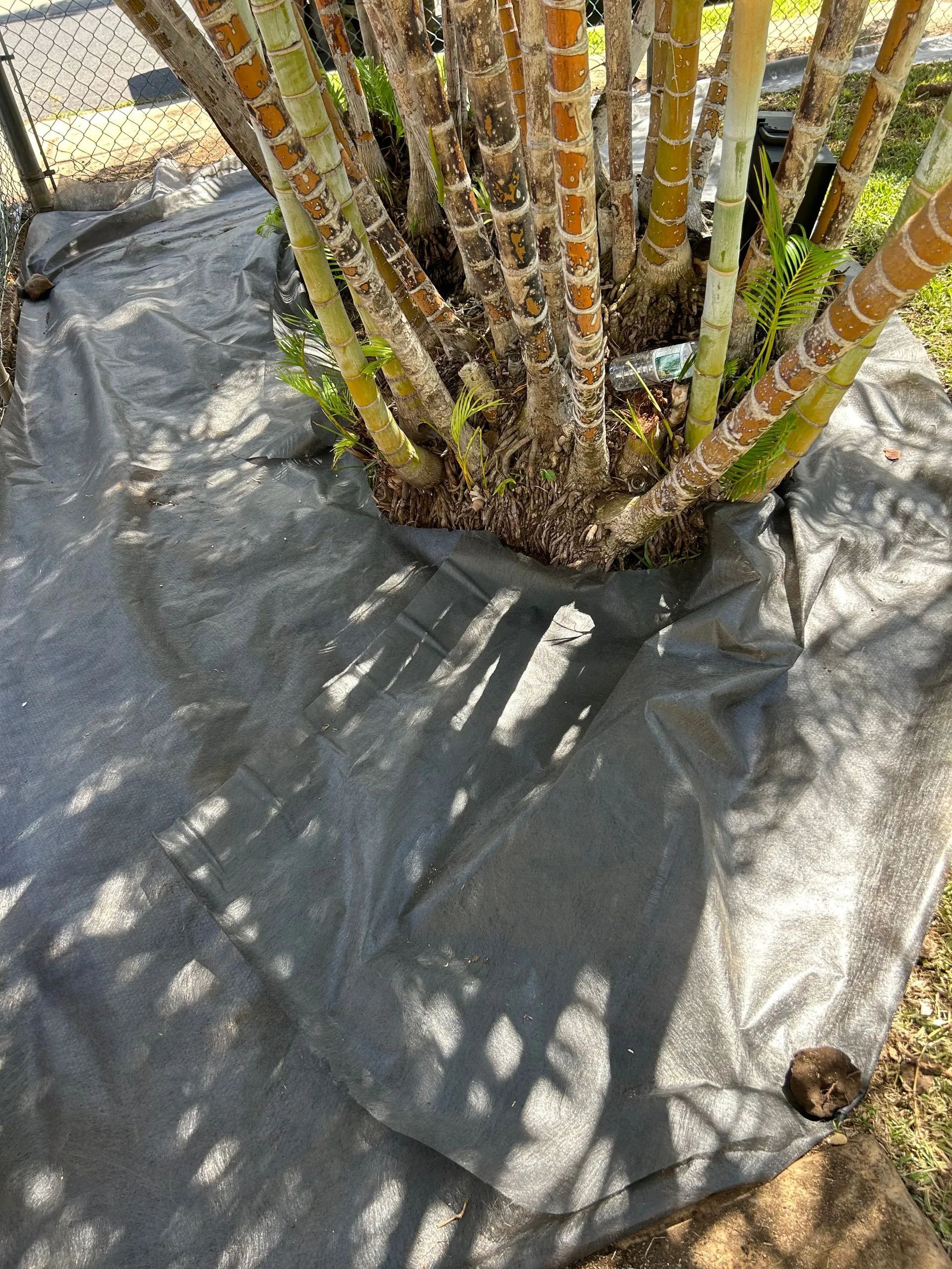 A tree is sitting on top of a black tarp.