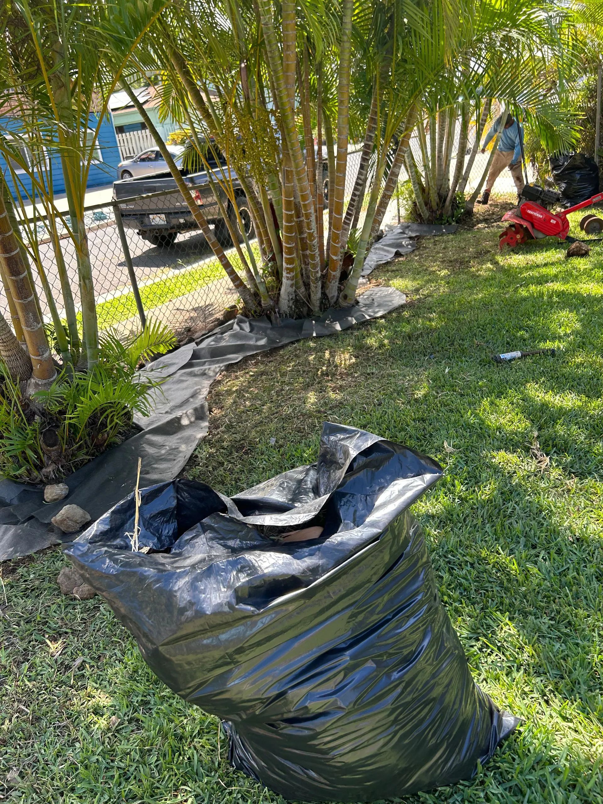 A black trash bag is sitting on top of a lush green lawn next to a tree.