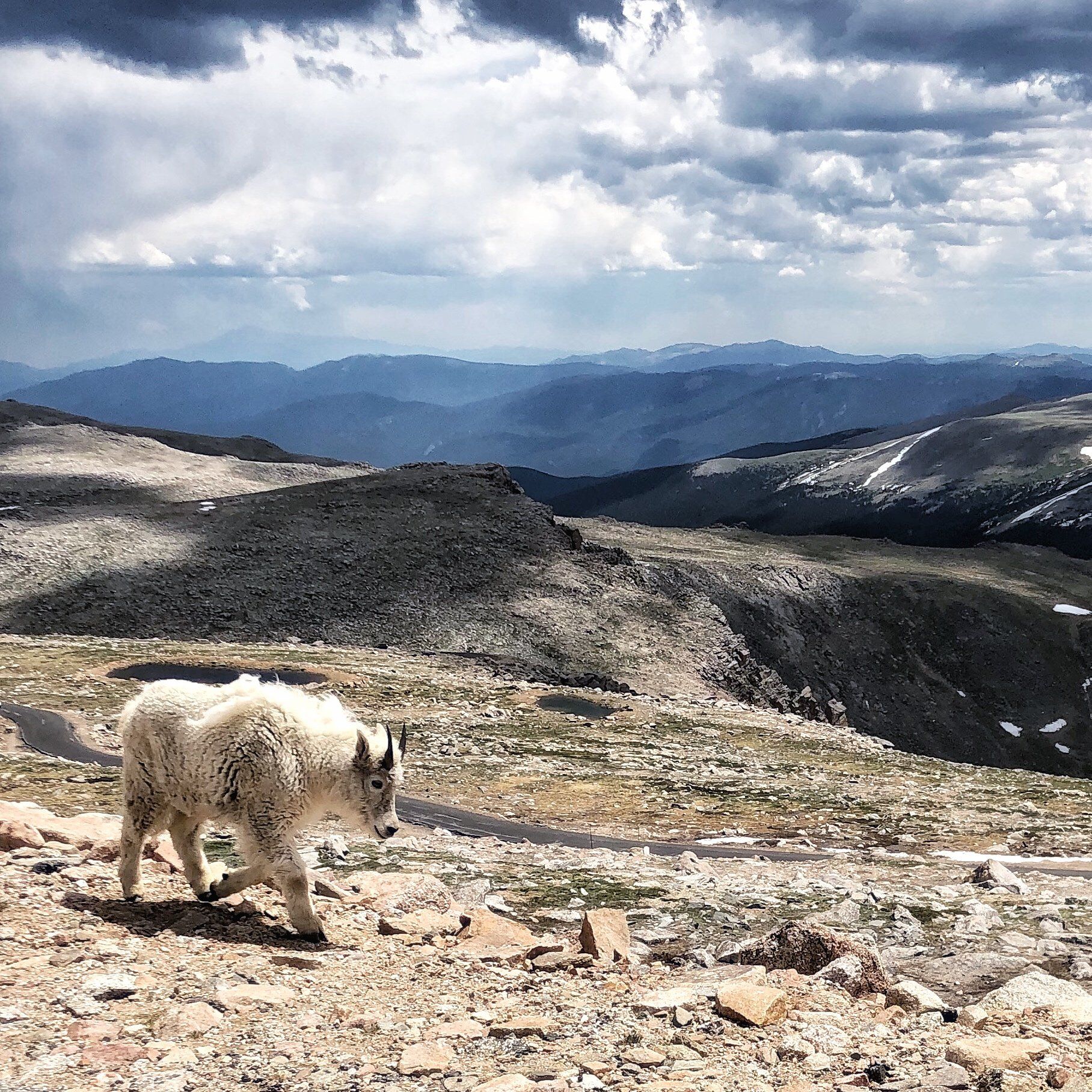 Mountain goat on Mount Evans.
