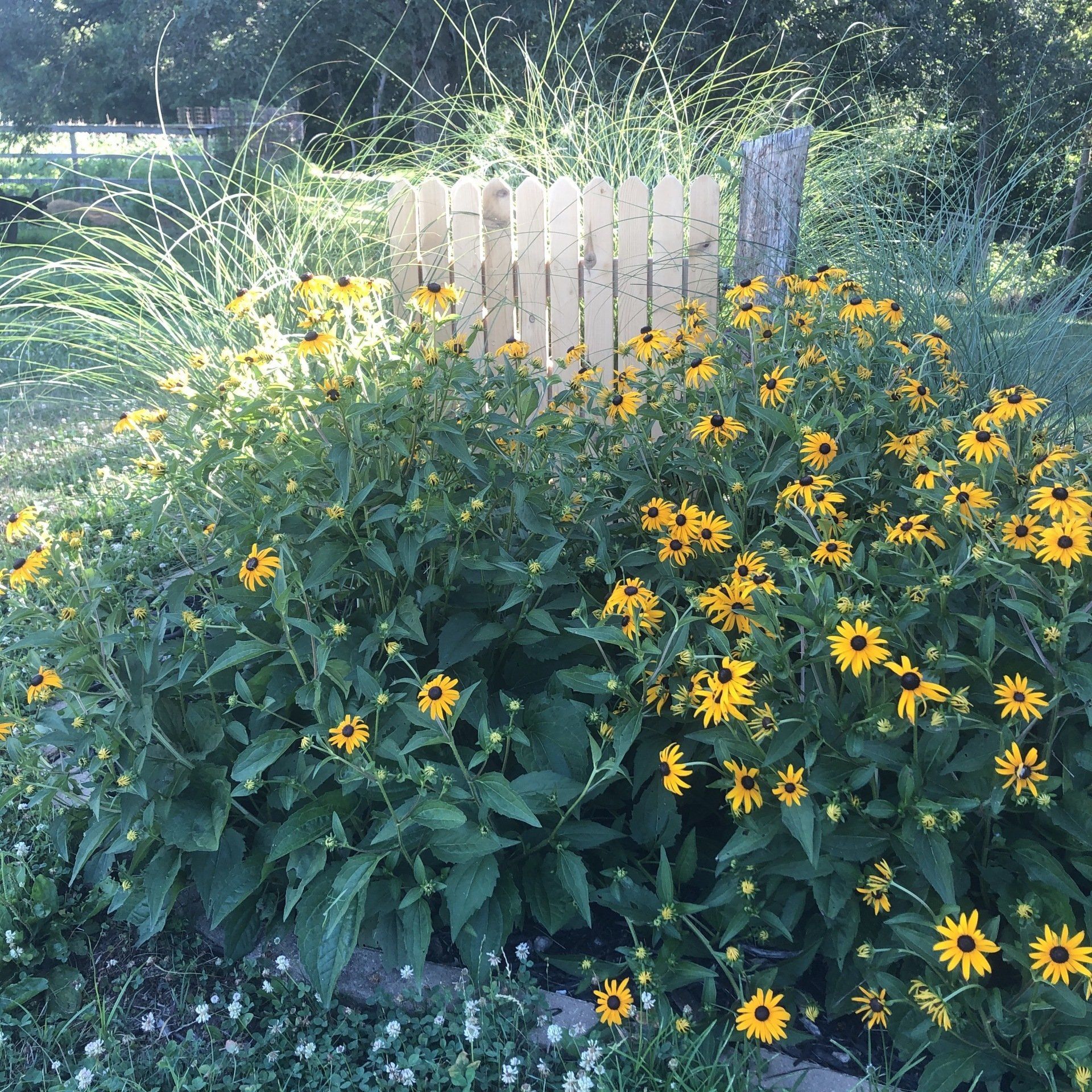 black-eyed Susan with gate