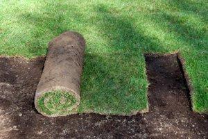 Grass Sod Temple Texas