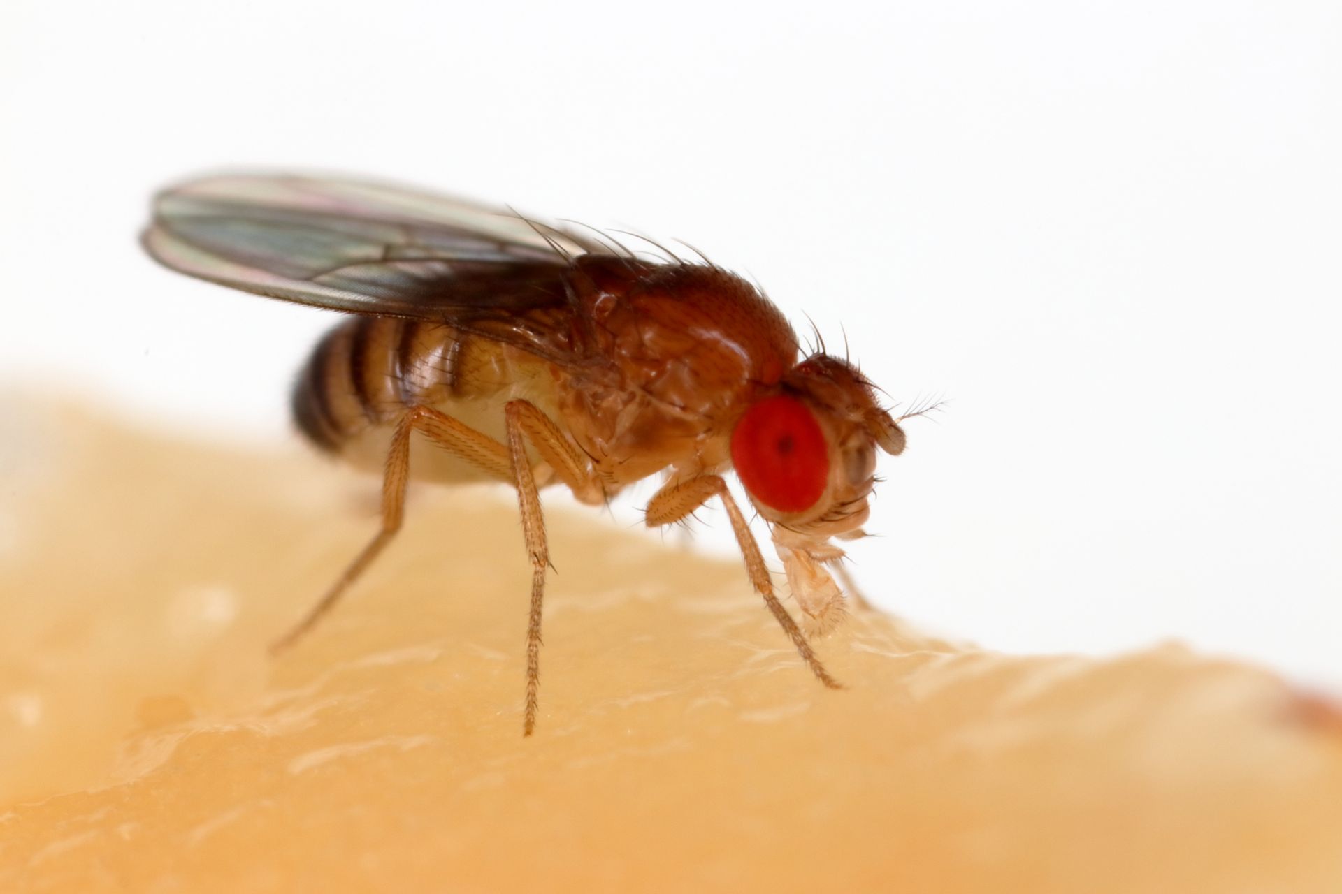 Fruit Flies In Space Research And Flights Spacefacts.co.uk