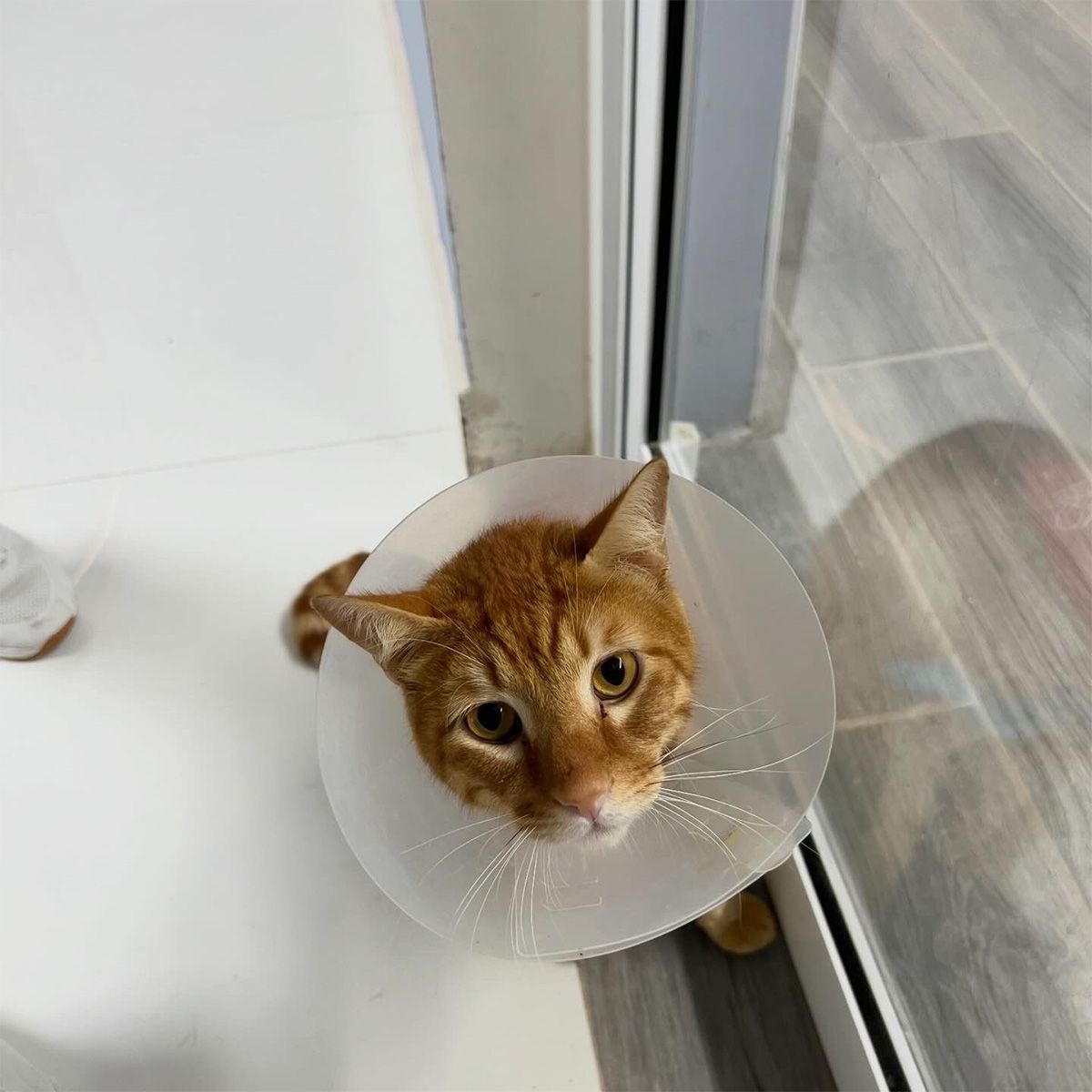 Equipo de diagnóstico veterinario