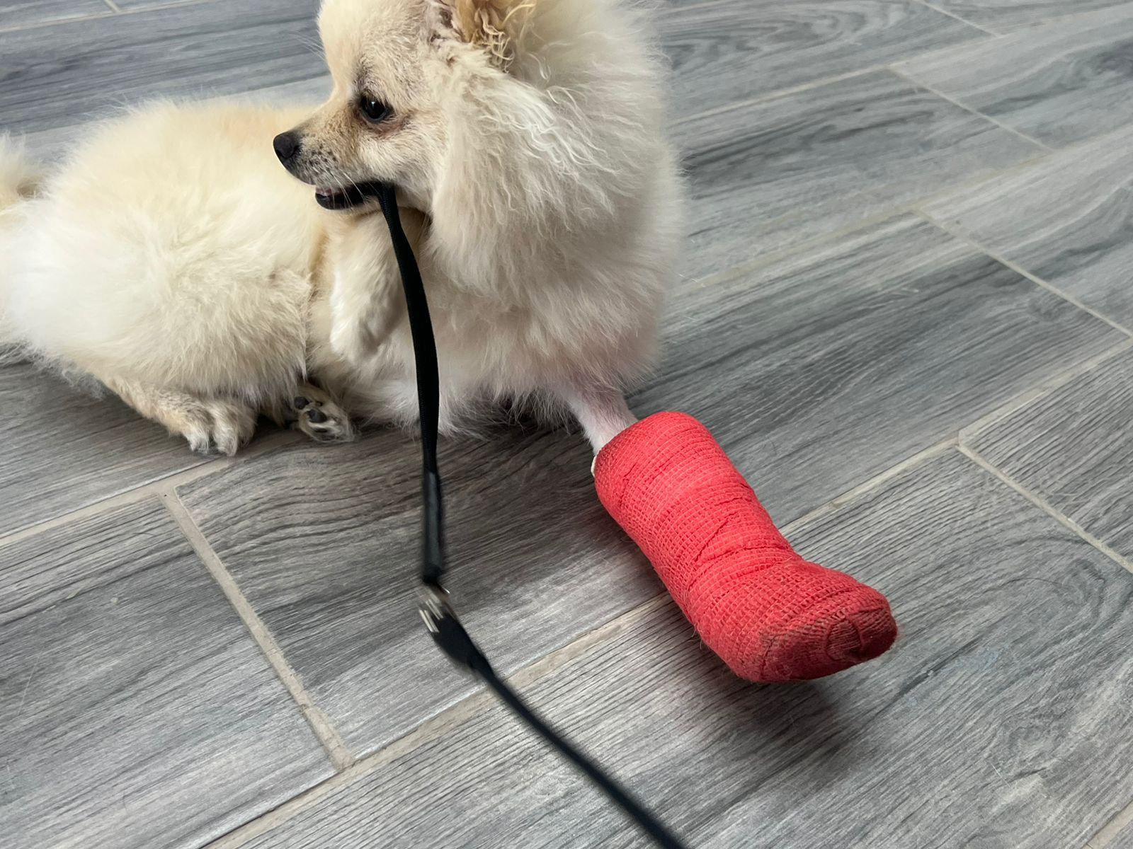 Cirugía ortopédica veterinaria avanzada en CROVET