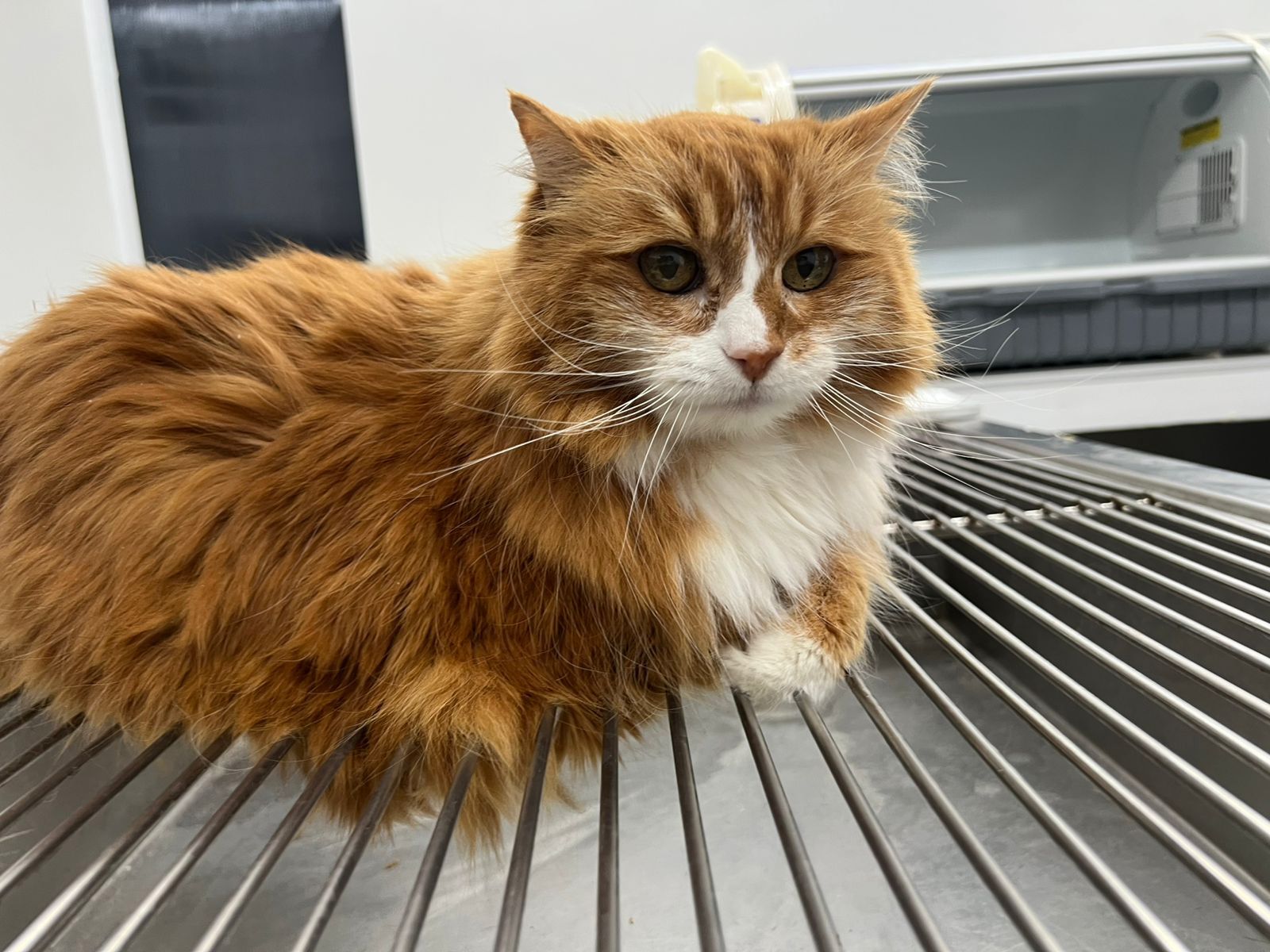 Equipo veterinario de CROVET en cirugía ortopédica