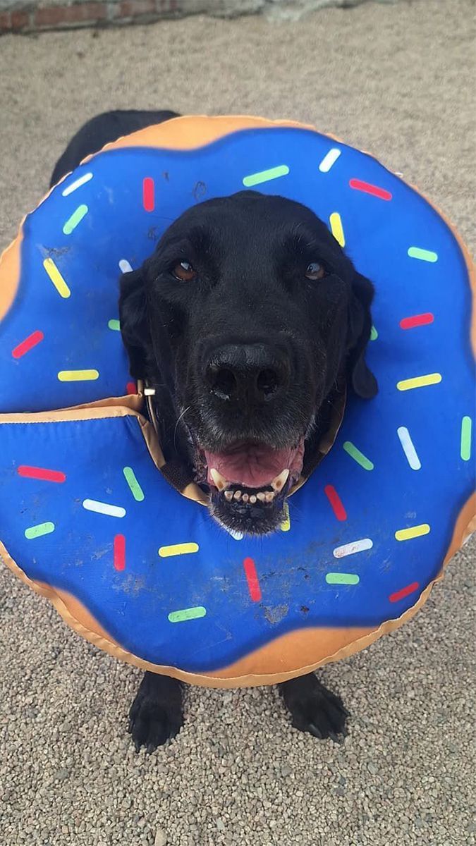 Consulta veterinaria especializada en CROVET