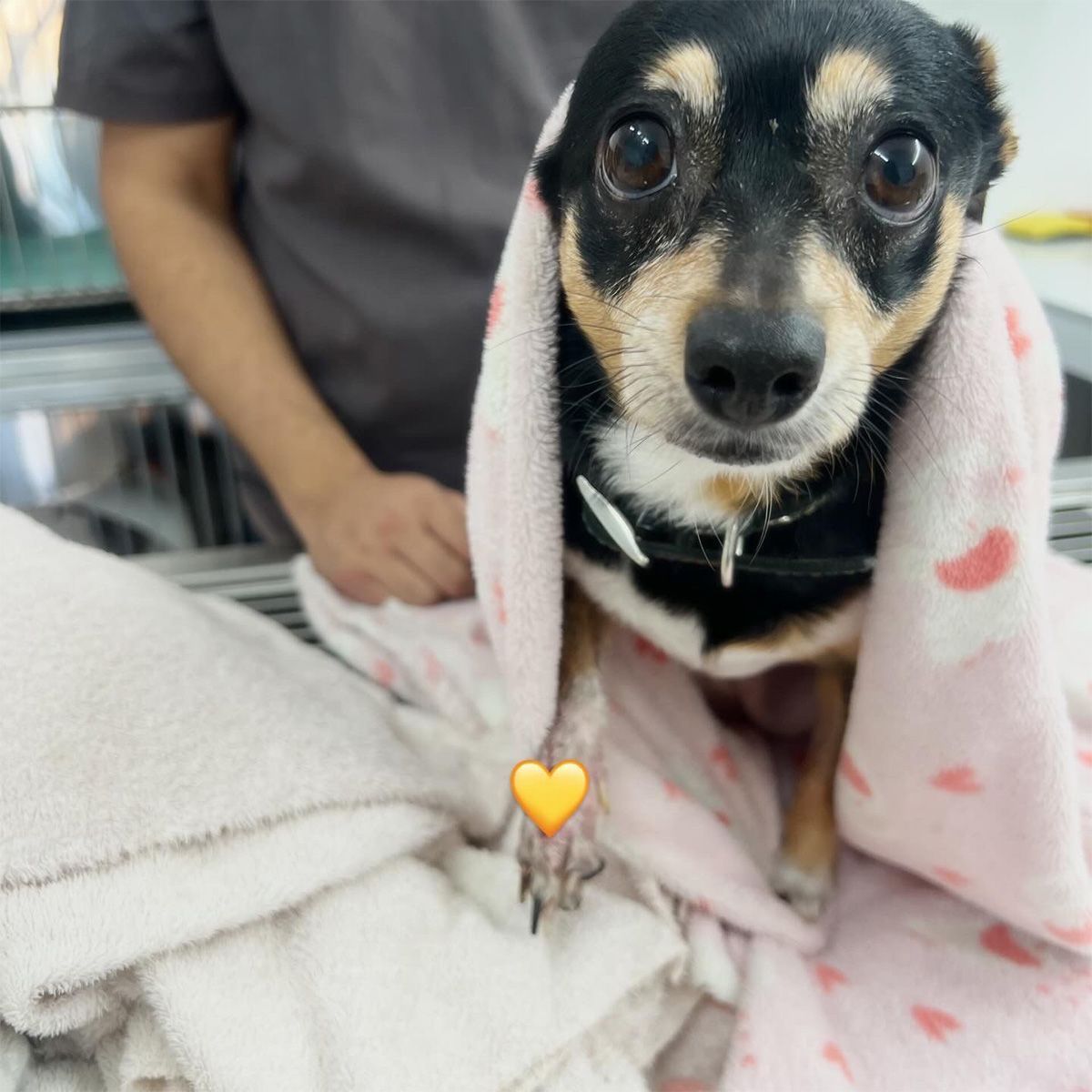 Recepción de CROVET Hospital Veterinario