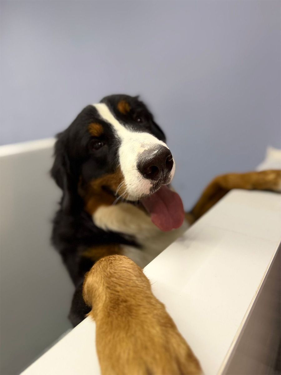 Instalaciones quirúrgicas seguras de CROVET