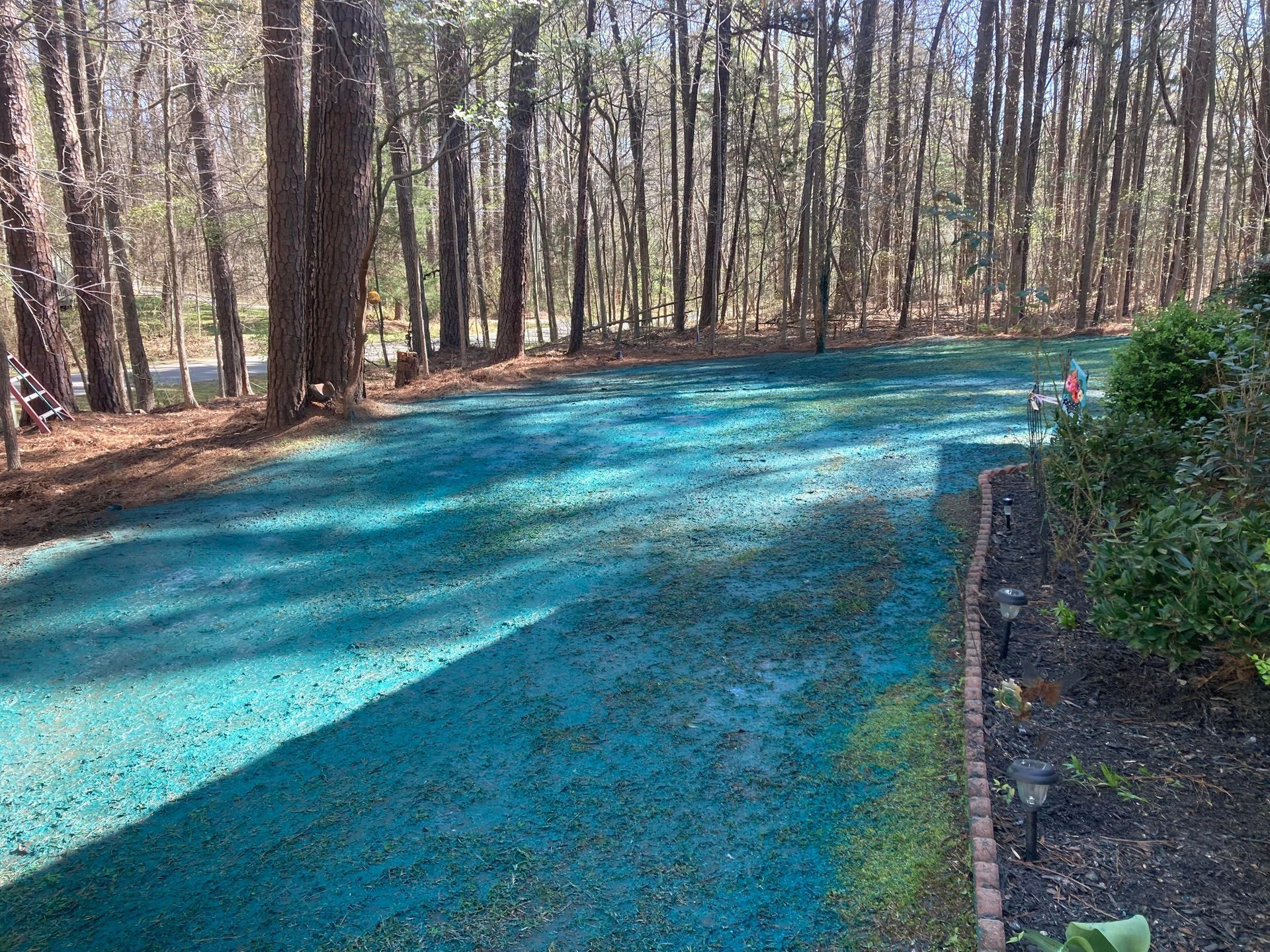 A residential lawn covered in vibrant blue hydroseeding material, situated in front of a wooded area.