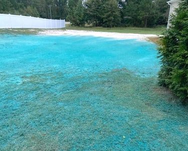 A residential lawn covered in bright blue hydroseeding mulch, situated near a white fence and green bushes.