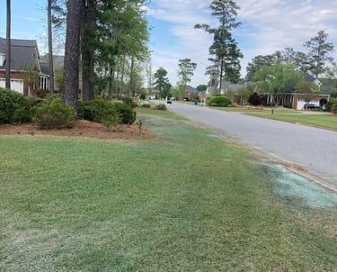 A view of a quiet, tree-lined suburban street with green lawns and residential houses on a bright day.