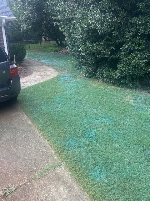 Green grass treated with a blue marker dye, lining a residential driveway next to a parked car and shrubbery.