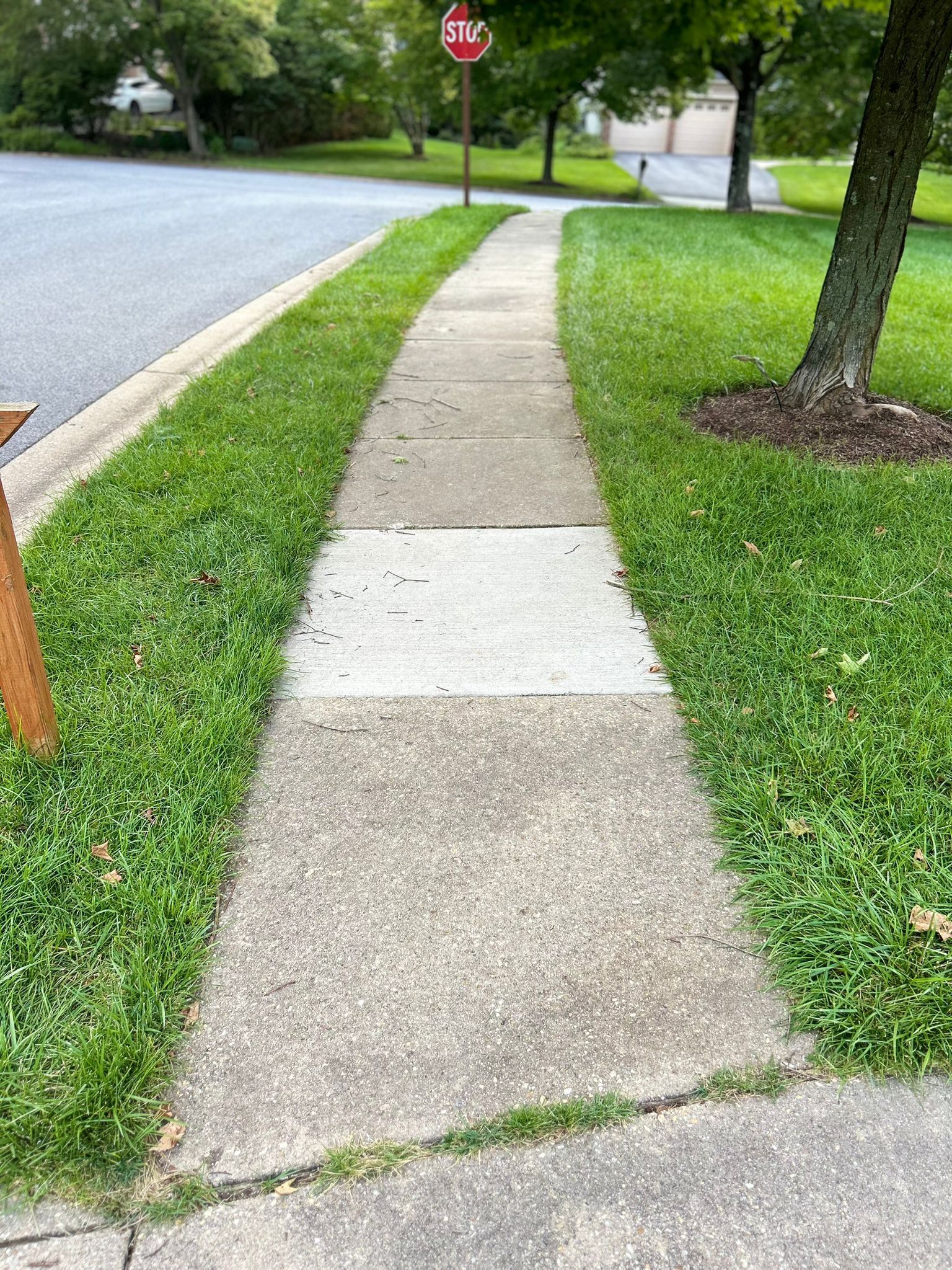 manicured sidewalk grass