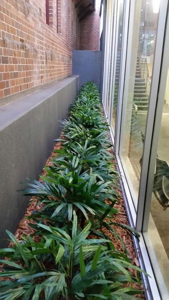 Plants on a Narrow Space — Wallaroo Landscapes In Nowra, NSW