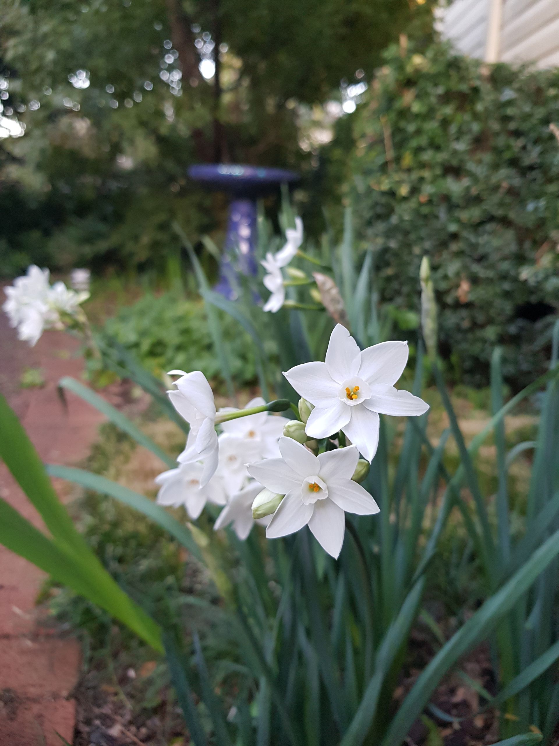 Laying Turf For New Garden Lawn Installation — Wallaroo Landscapes In St Georges Basin NSW